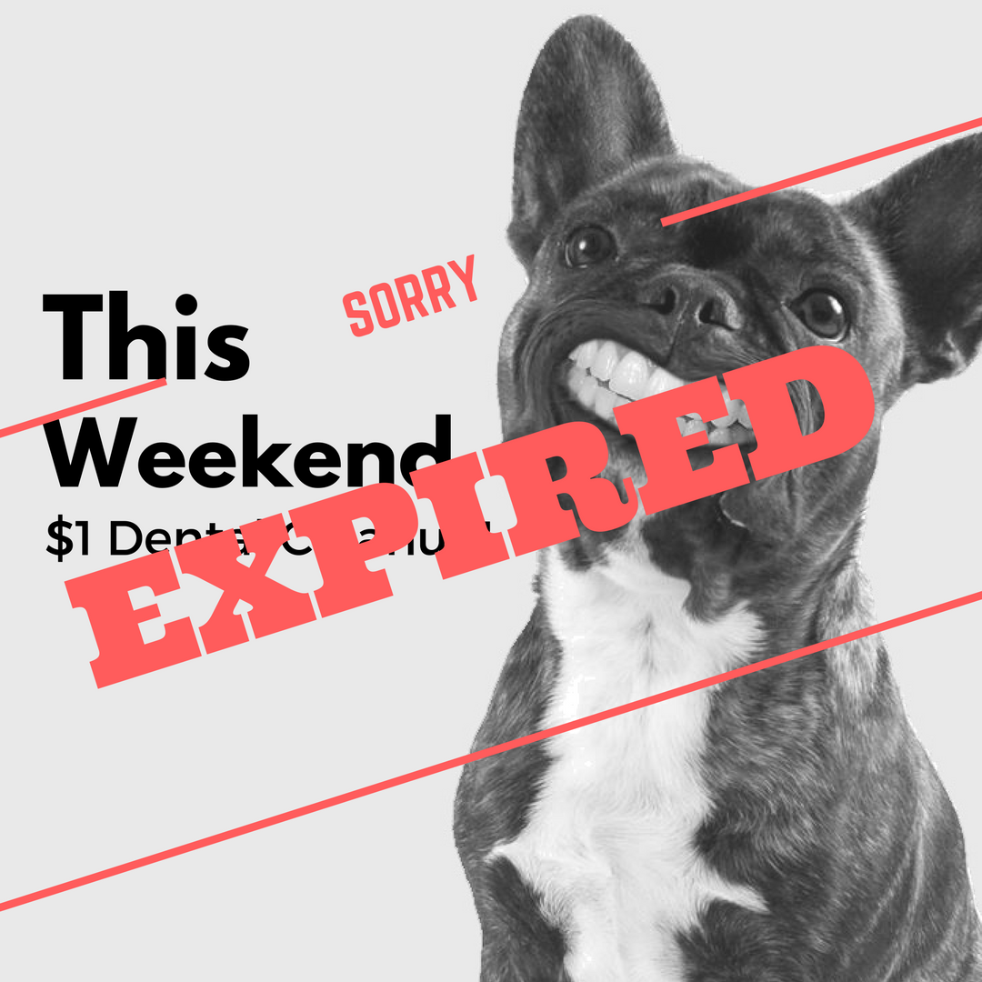 pet dental cleanup