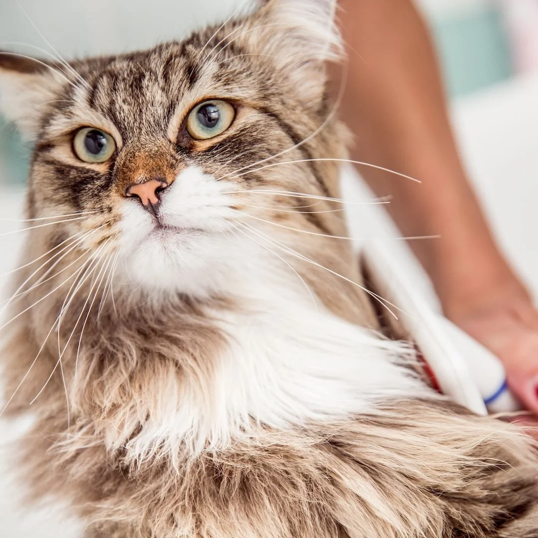 Brown tabby cat ready for grooming by certified master cat groomer