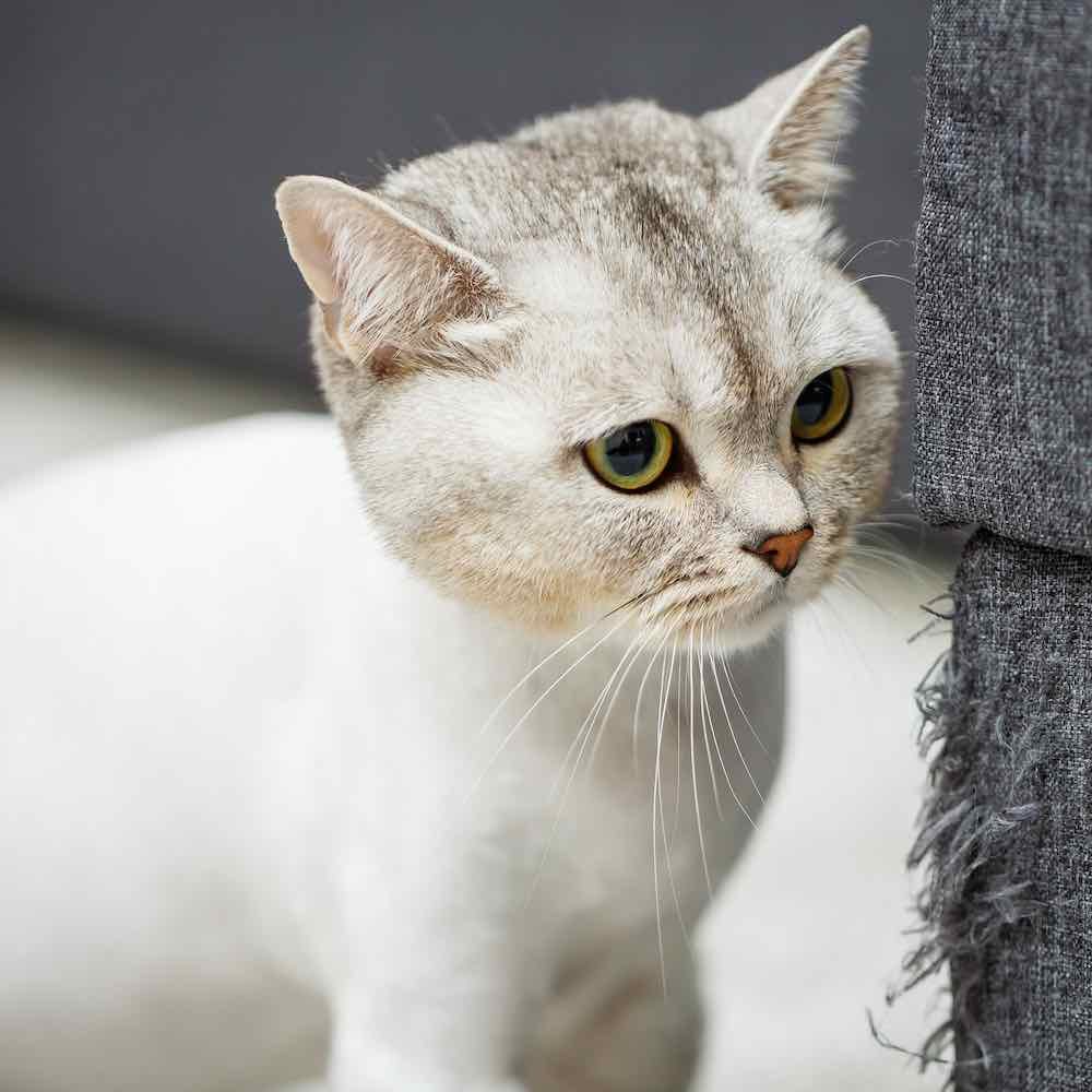 Close-up of a curious silver tabby cat with yellow-green eyes before his haircut by cat groomer.