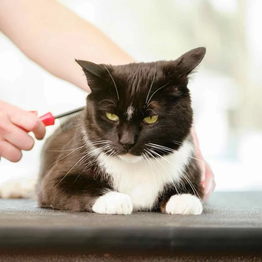 A black and white cat being groomed with a zoom groom brush on a grooming table.