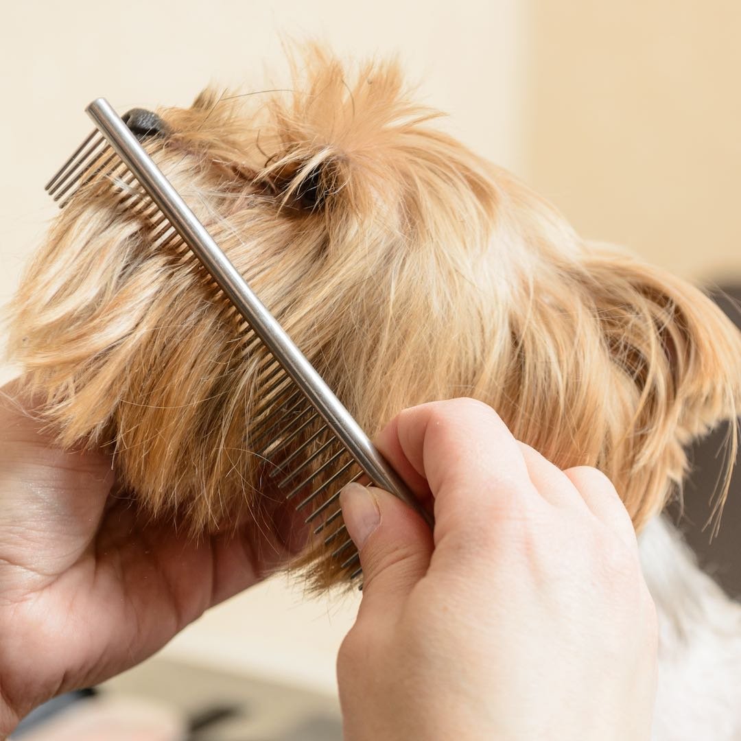 Music City groomer with a Yorkshire Terrier dog and a metal comb