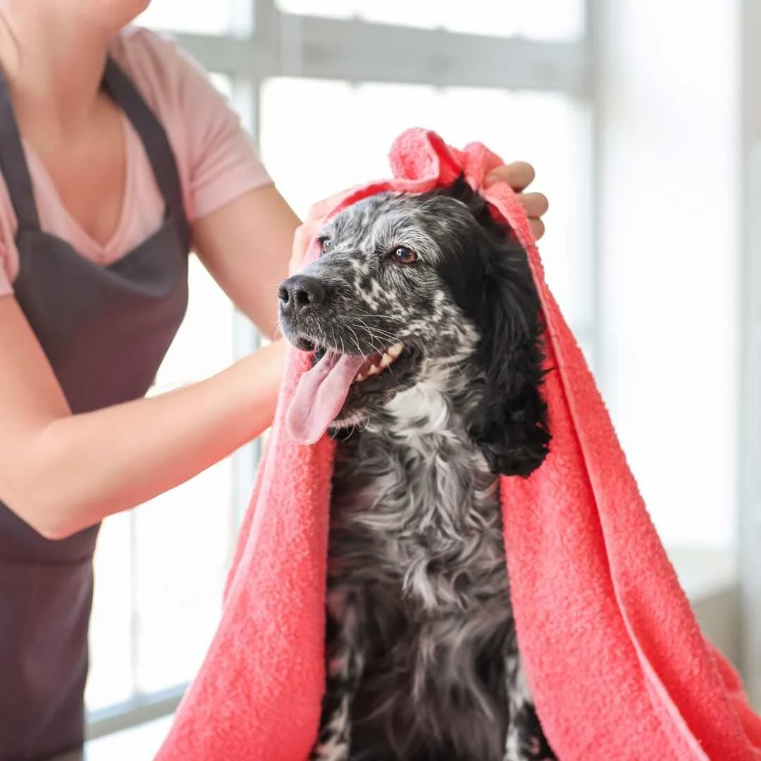 A dog with black and white fur wrapped in a red towel, sitting calmly while being dried after his bath.