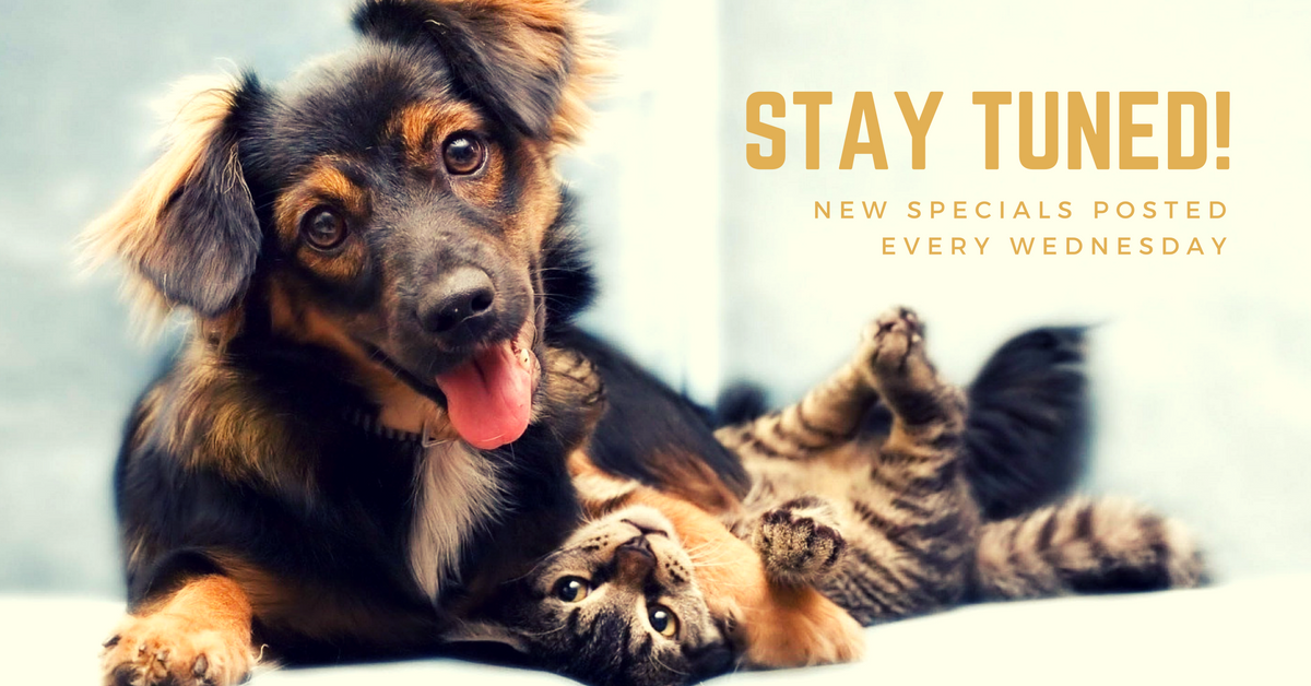 grooming specials nashville