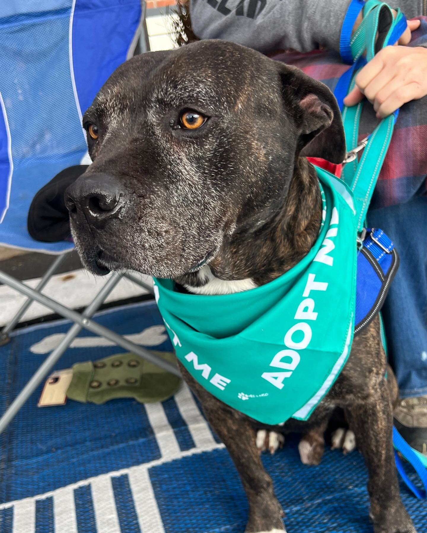 MAS celebrates #NationalRescueDogDay everyday! With your help we&rsquo;ve rescued over 200 pets (dogs, cats and more) since 2019 through Beauty to the Rescue. Visit the MAS Shop today to shop local vendors that give back to animal rescues! 

- Mane A