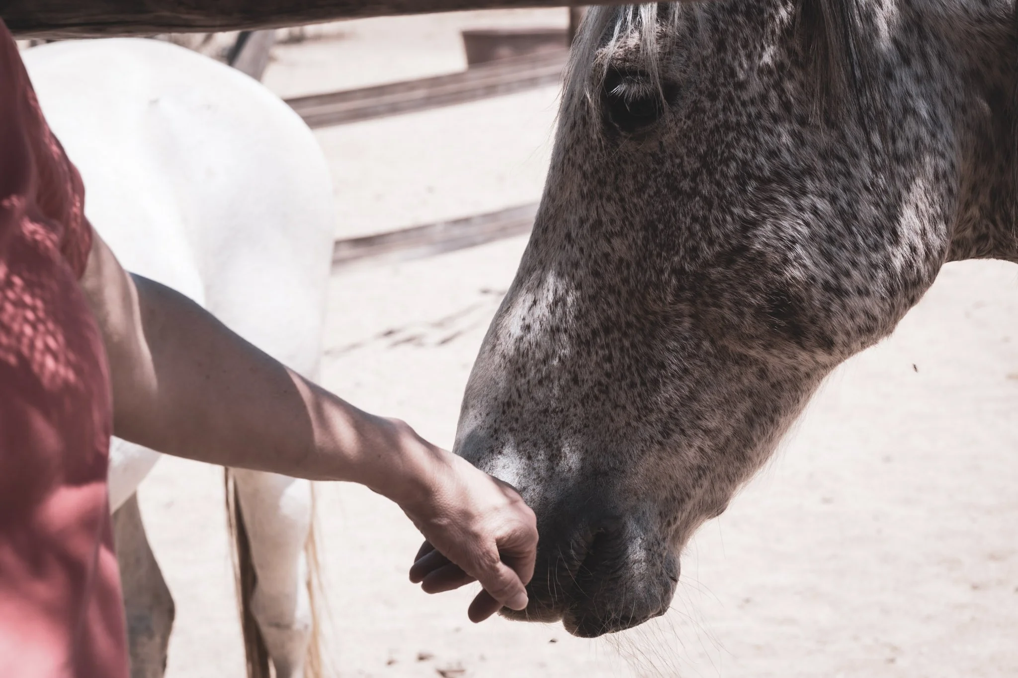 A person is holding the mouth of a gray and white speckled horse with a hand on the horse's lower jaw, under a wooden structure outdoors.