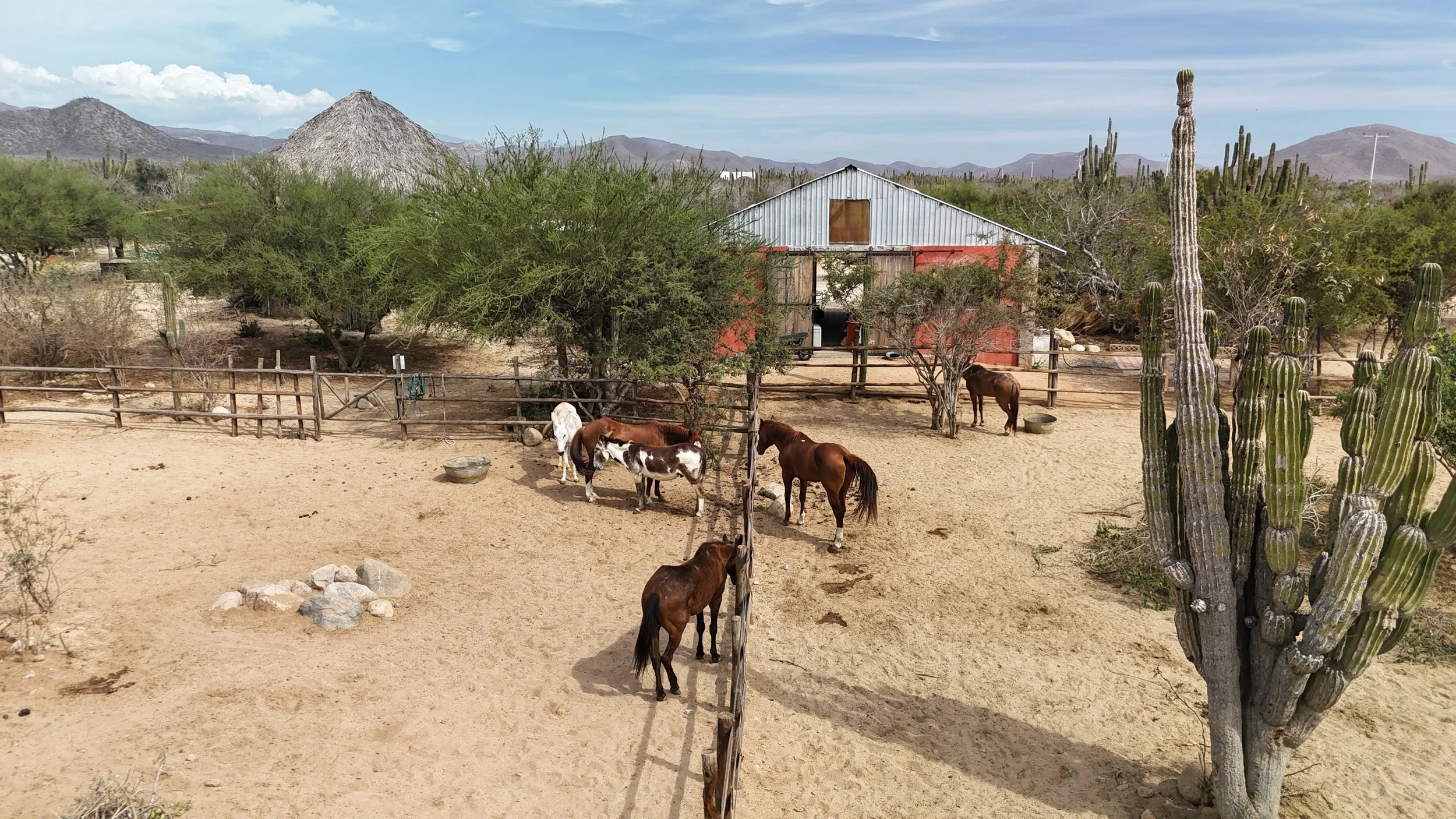 A desert scene with a barn, horses, cacti, and distant mountains.