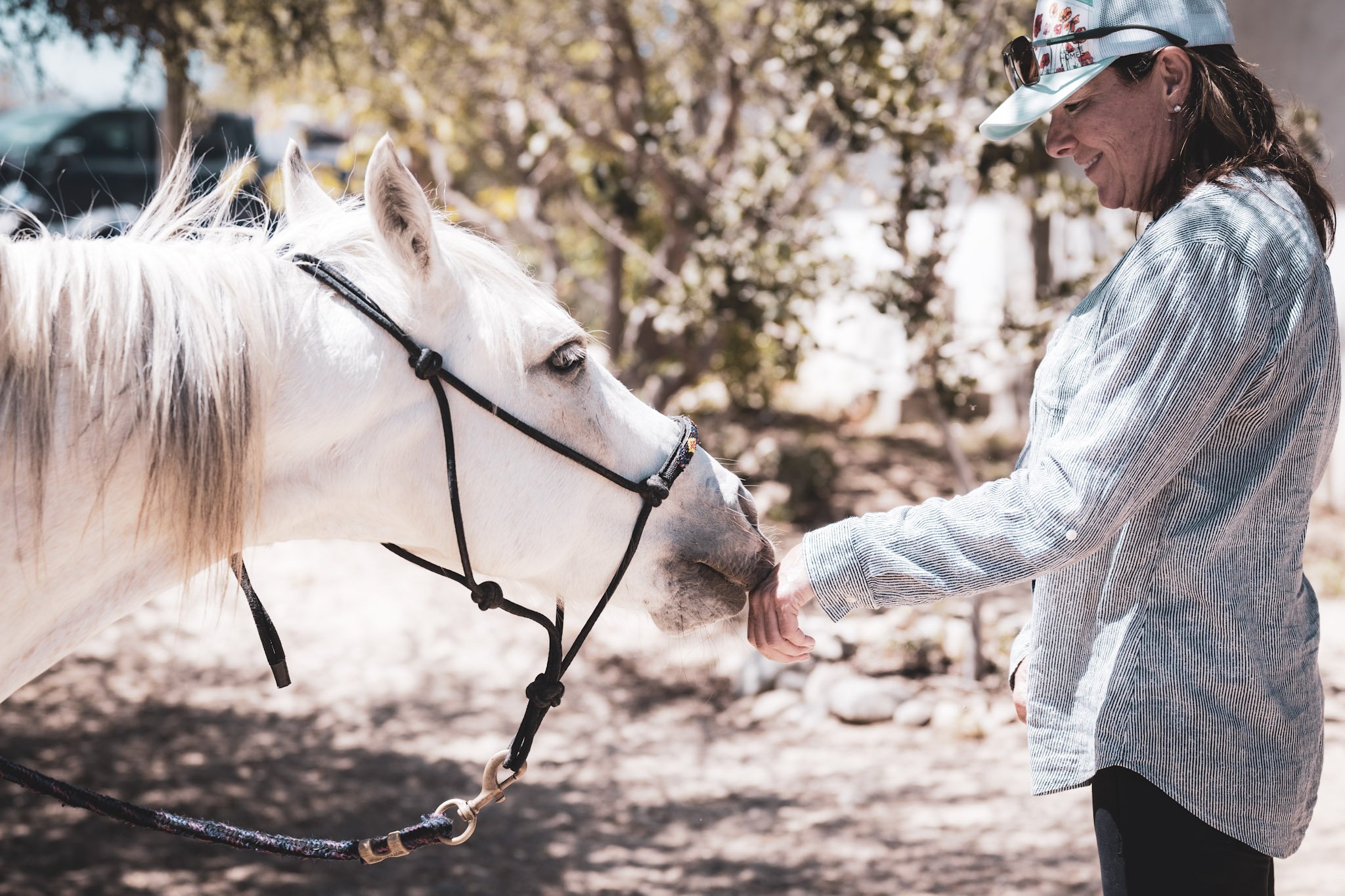A woman with a cap and striped shirt smiling and reaching out to a white horse with a black bridle outdoors, with trees and parked cars in the background.