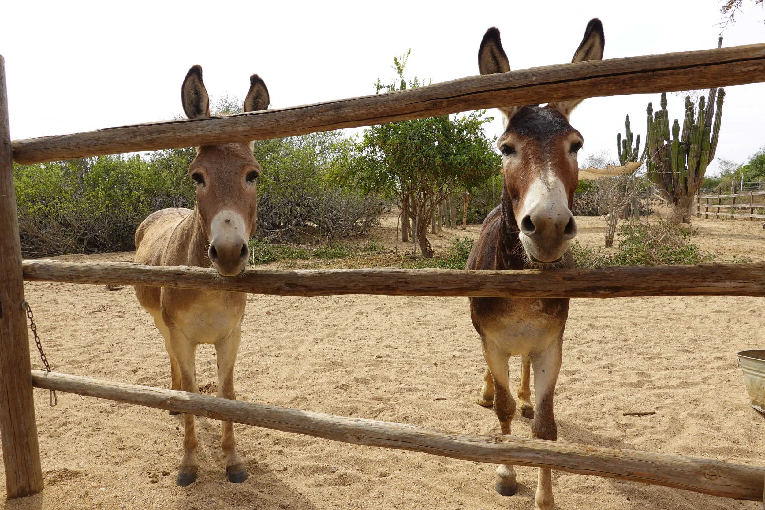 Two donkeys standing behind a wooden fence in a desert-like area with cacti and trees in the background.