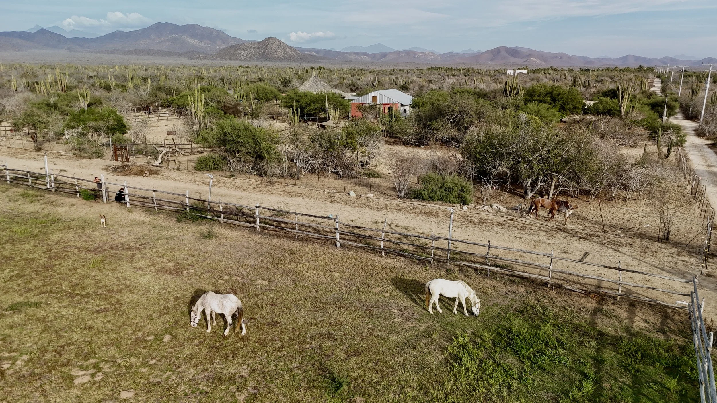 A rural scene with horses grazing and walking in a fenced area, surrounded by sparse trees and desert shrubbery, with a dirt road and power lines stretching into the distance. Mountains are visible in the background under a partly cloudy sky.