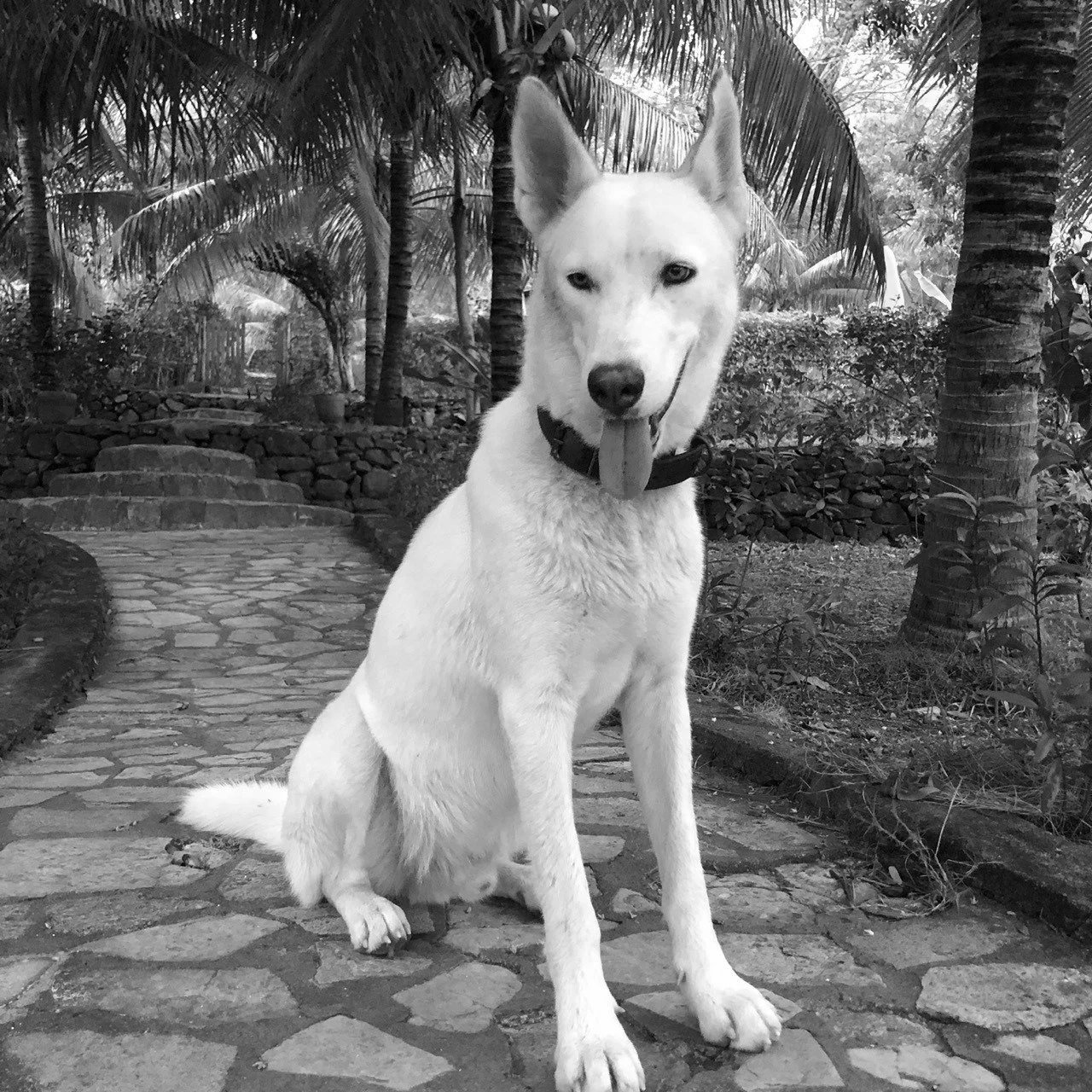 🇺🇸 It is with immense sadness that we share that Zeus crossed the Rainbow Bridge this week, after a very short battle with a large, inoperable tumor in his chest.

Zeus was our very first attempt at fostering &mdash; an attempt that lasted all of 2