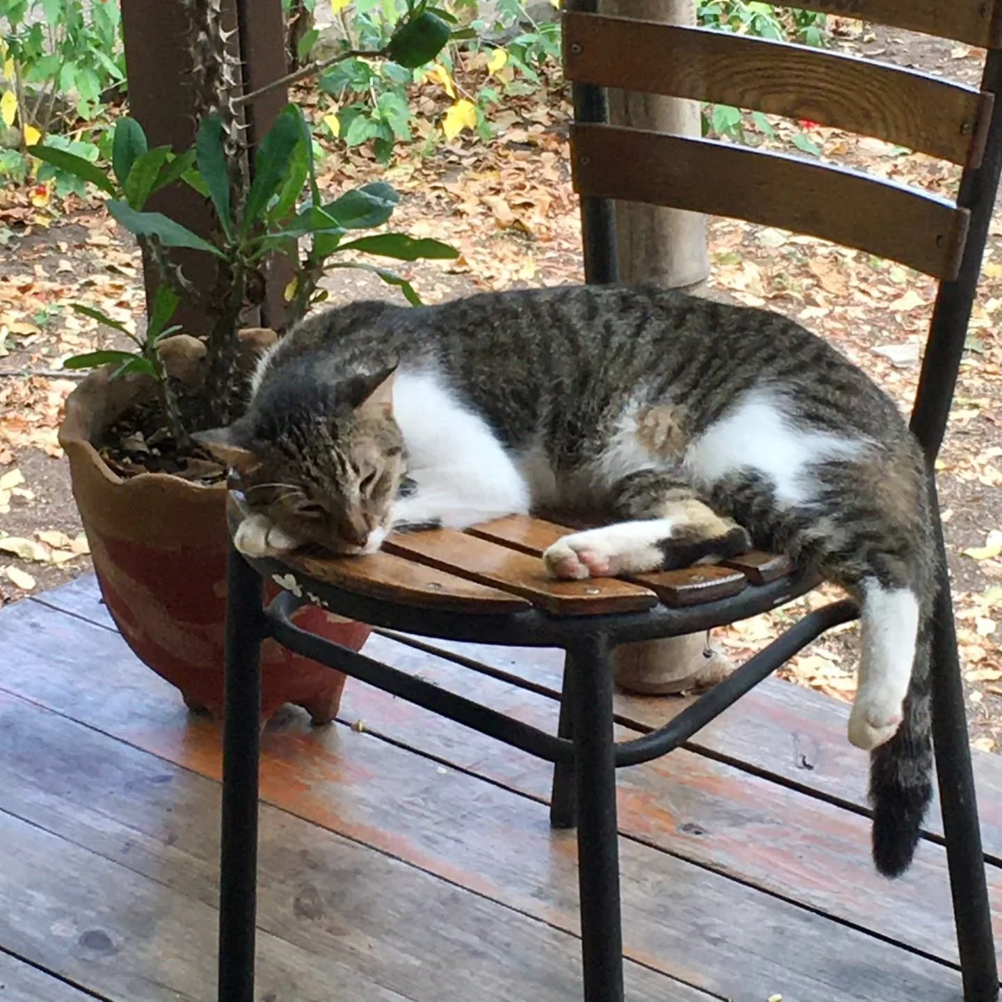 🇺🇸 Creatures of Villa Laguna: Meet Luigi
This is Luigi &mdash; also known as the kitchen cat. He spends most of his lazy days perched on top of the main kitchen cupboard, only leaving his cozy lookout to join our guests for dinner (and, of course, 
