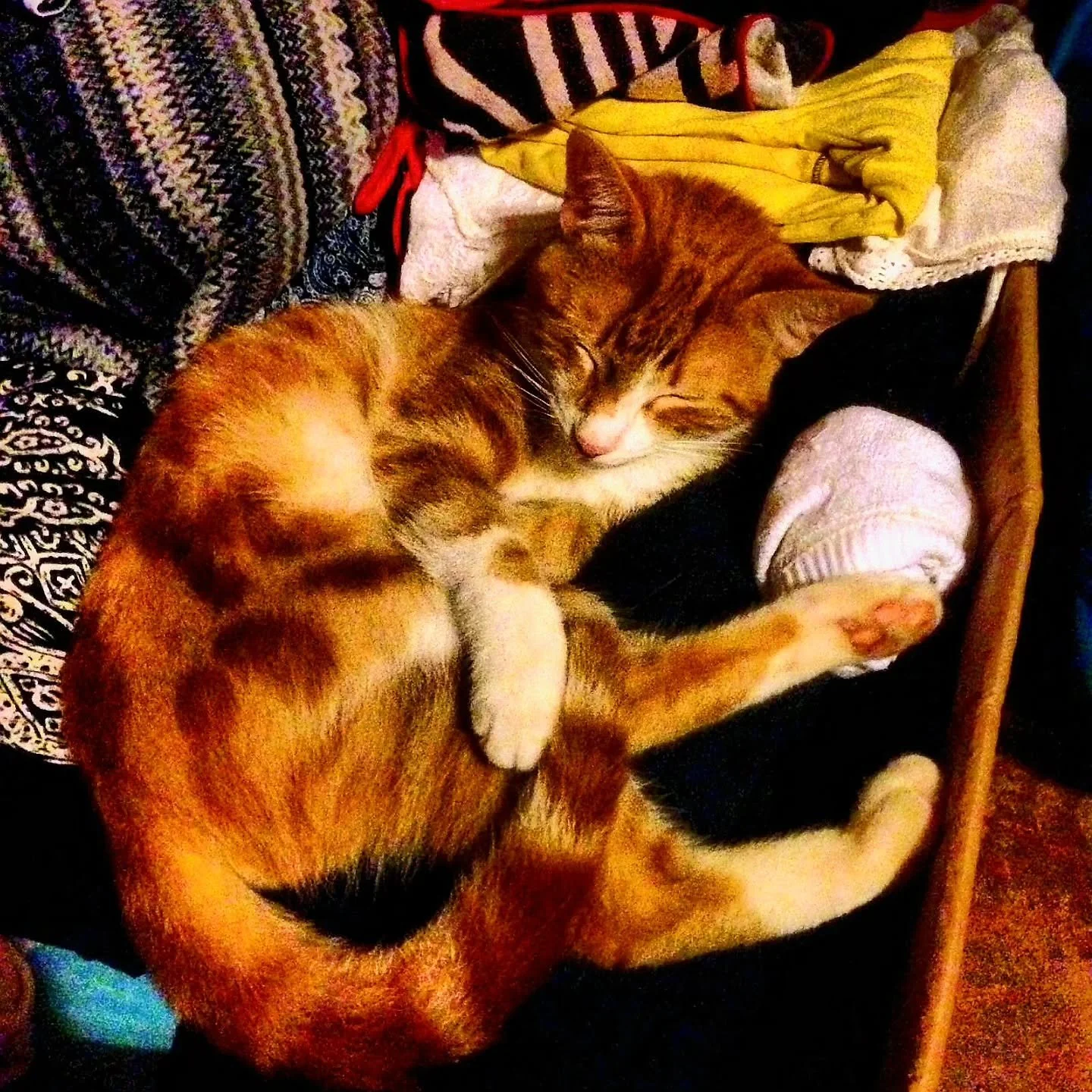 🐾 Creatures of Villa Laguna: Meet Mario

This handsome gentleman is Mario, Luigi&rsquo;s brother and one of the original residents of Villa Laguna.
If Luigi is the &ldquo;kitchen cat,&rdquo; Mario is&hellip; the cool cat (and the only orange one!). 