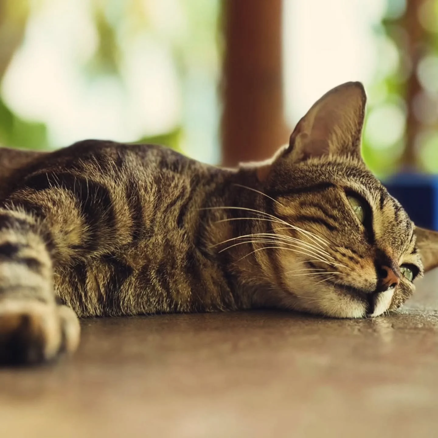 🐾 Creatures of Villa Laguna: Meet Simba
If you&rsquo;ve visited us anytime in the past eight years, chances are&hellip; you&rsquo;ve already met Simba, also known as the yoga cat.

Simba arrived in April 2017 under difficult circumstances. He and hi