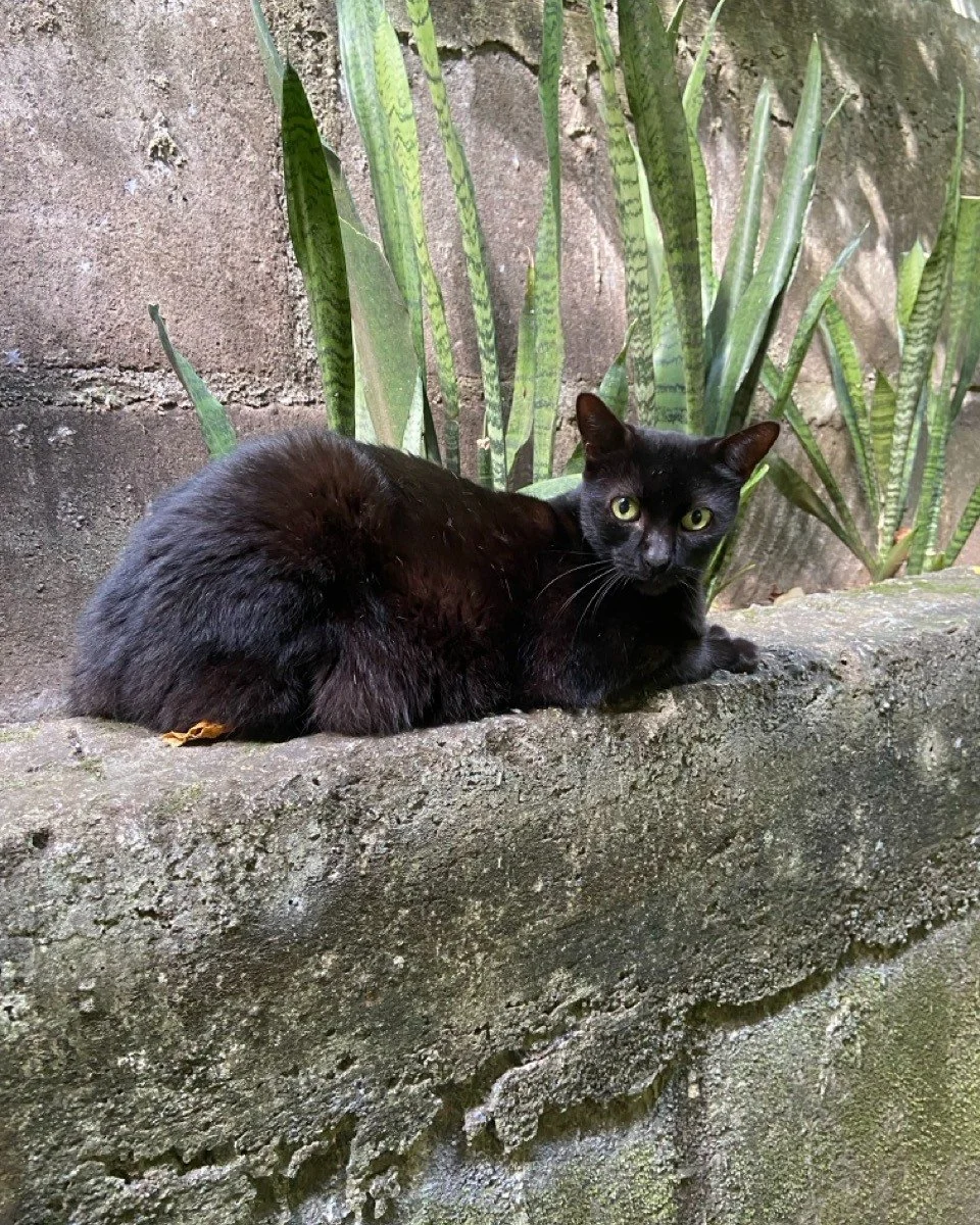 🇺🇸 🐾  Creatures of Villa Laguna: Meet Nala

If you've visited Villa Laguna over the past few years, there's a chance you never even saw Nala... and that's completely normal. 💚

Like her brother Simba, Nala arrived at Villa Laguna as a tiny orphan