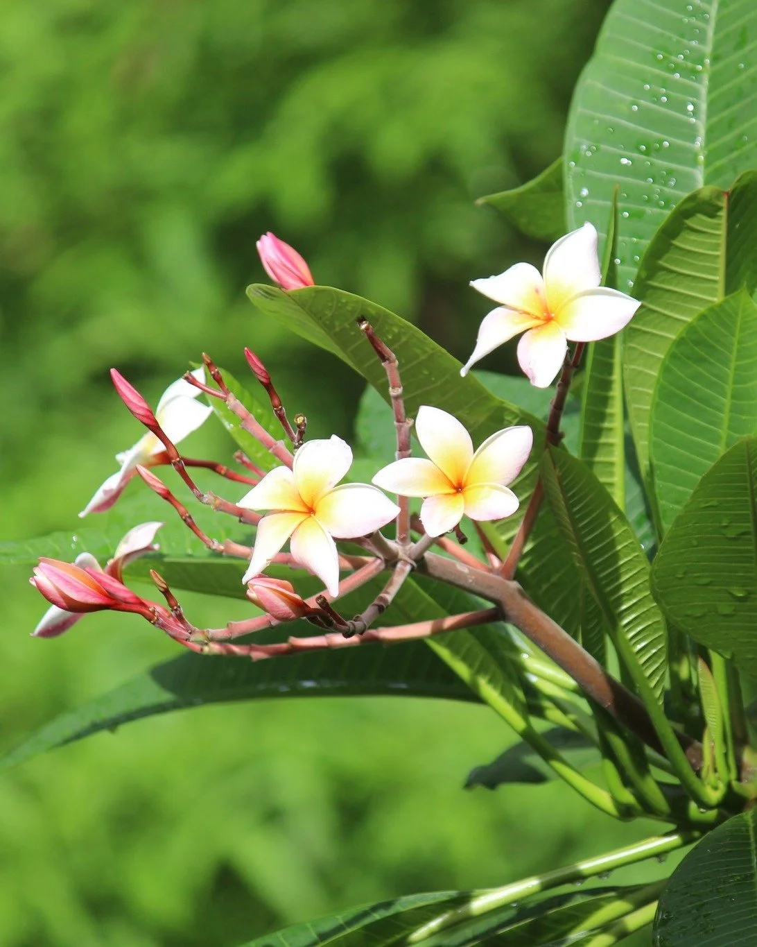 🇳🇮 Un poquito de Nicaragua floreciendo en nuestro jard&iacute;n 🌼

La flor del sacuanjoche es la Flor Nacional de Nicaragua, reconocible por sus delicados p&eacute;talos blancos, su centro amarillo y su maravilloso aroma.

Un dato curioso: su nomb