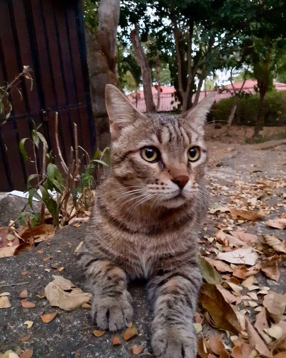 🇺🇸 🐾 Creatures of Villa Laguna: Meet Pablo

Of all the creatures who have found their way to Villa Laguna, Pablo has travelled the furthest to get here&hellip; all the way from northern Afghanistan. 💚

Pablo was rescued by Maribel while she was l