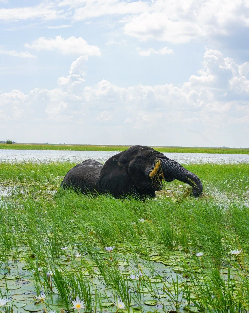Elephant in Chobe River.jpeg