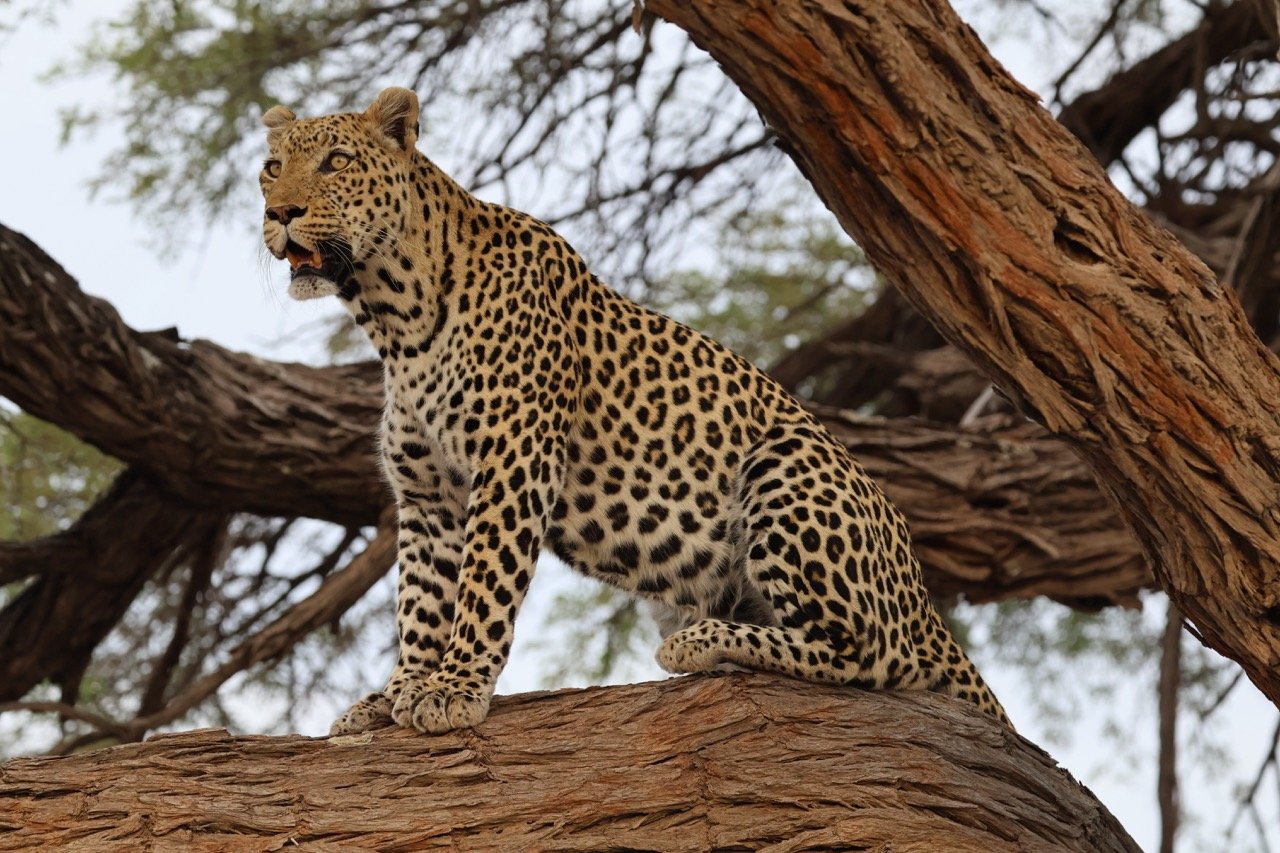 Leopard Chobe National Park.jpeg