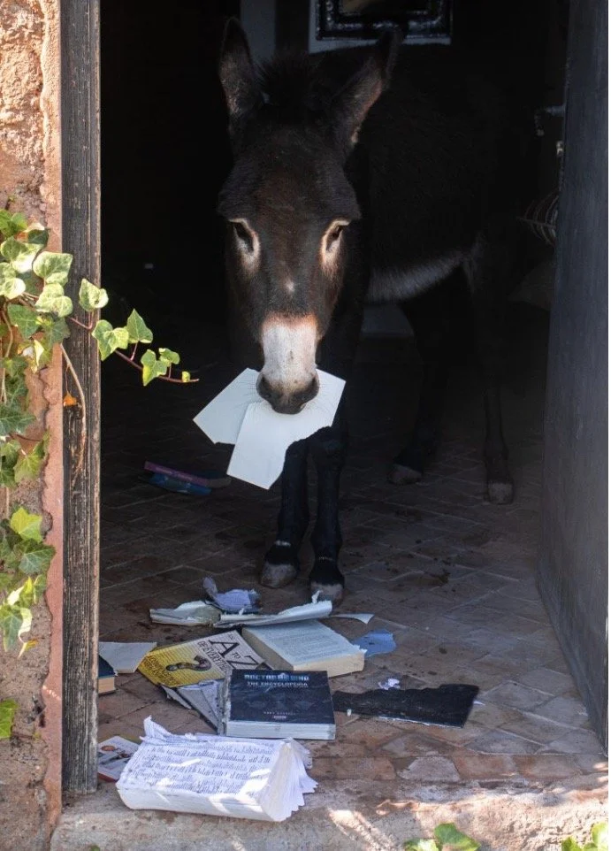 Retreat guests participating in a cultural workshop with mClose-up of a donkey representing the animal sanctuary visit during the Morocco retreat.