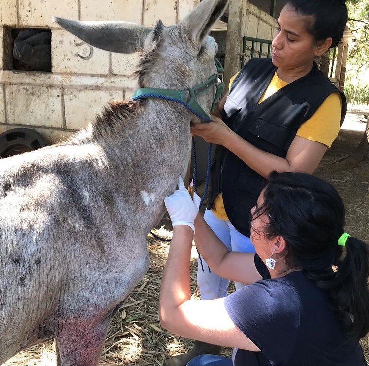 horse rescue nicaragua