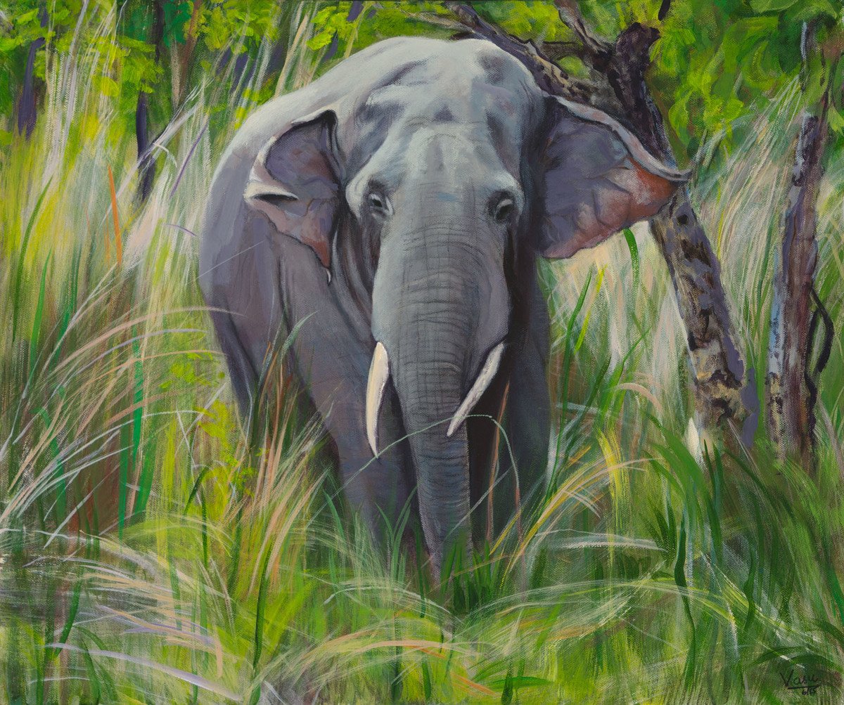 Elephant wandering in Jungle.jpg