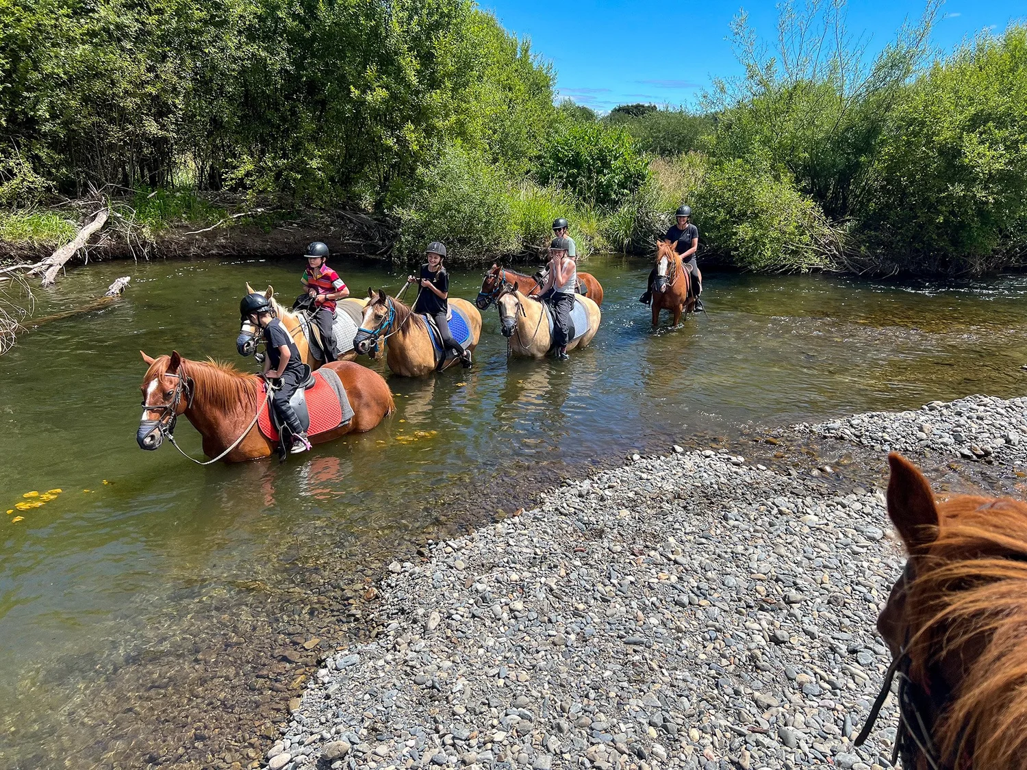 Swimming With Horses — Our Rides — Korohe Horse Treks — Explore Lake Taupo