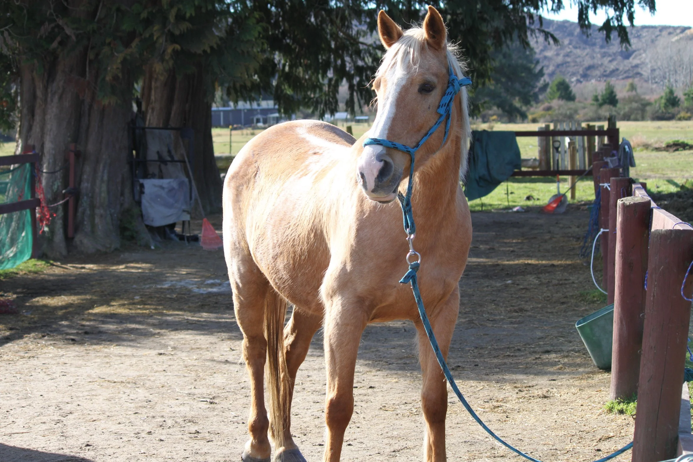 Horse Sales