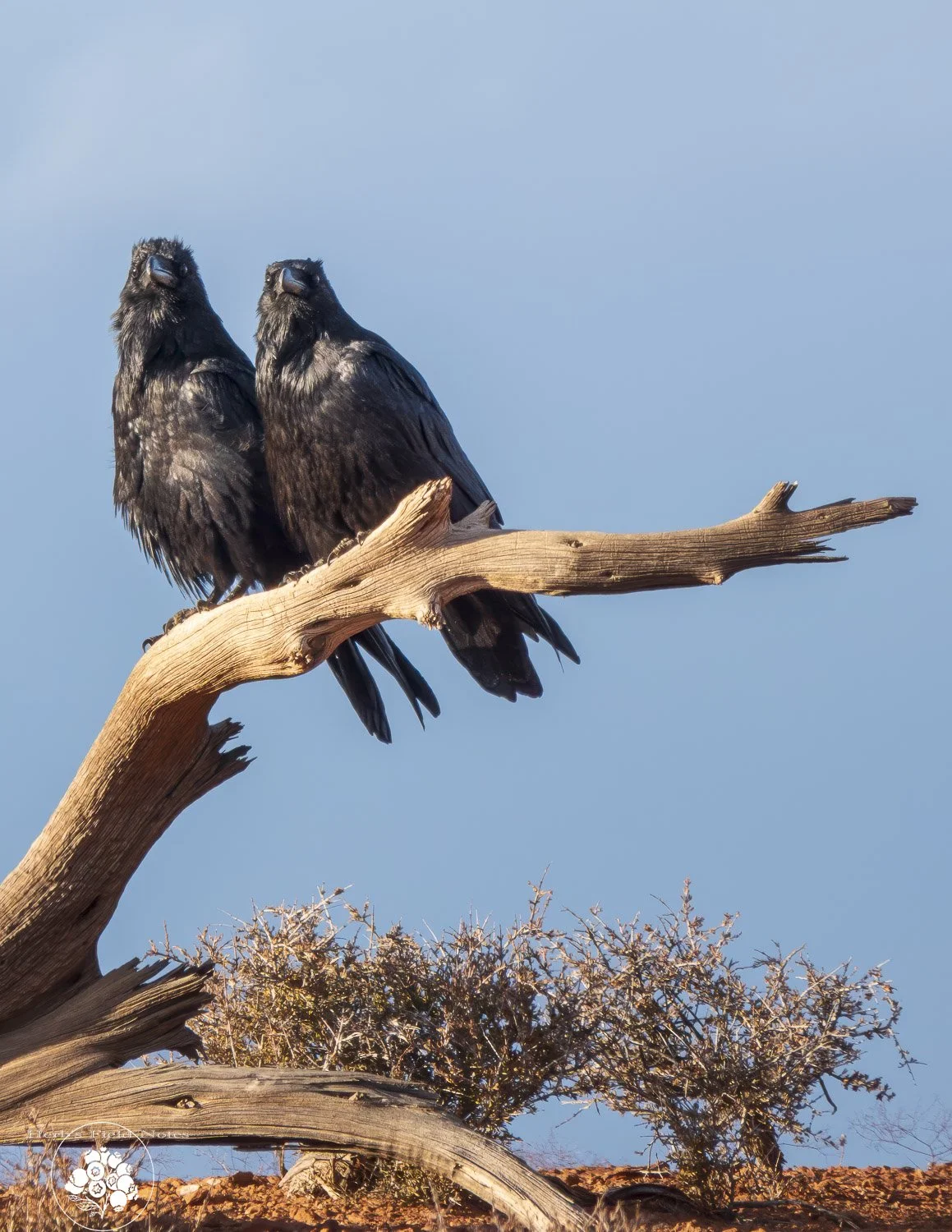 Ravens Seeing the Future 1 HFN.jpg