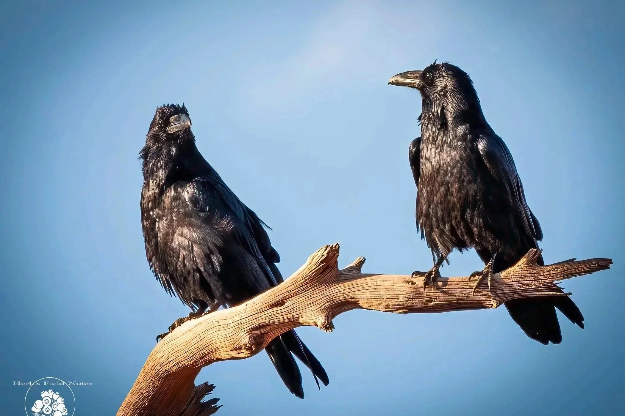 Ravens%252BSeeing%252BPeople%252BWatching%252B1%252BHFN.jpg