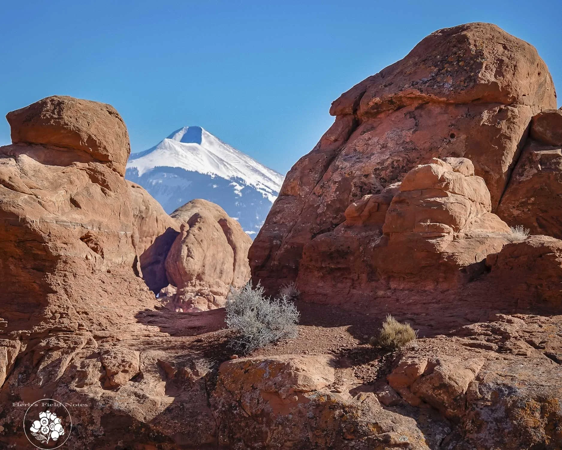 A desert scene with reddish-brown rocks and sparse vegetation, with a snow-capped mountain in the background under a clear blue sky.