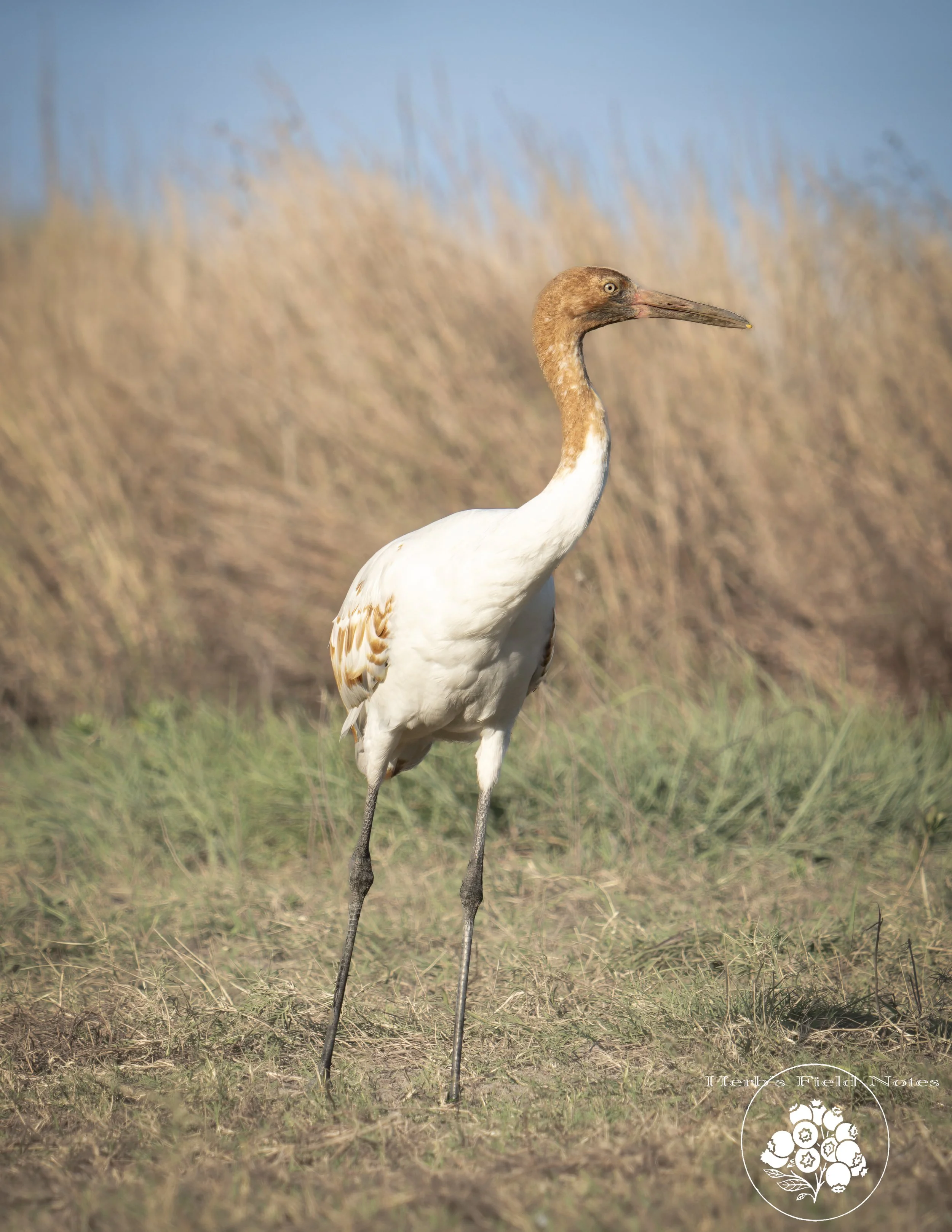 A sandhill crane standing in a grassy wetland area with tall, brown marsh grasses in the background and a clear blue sky above.