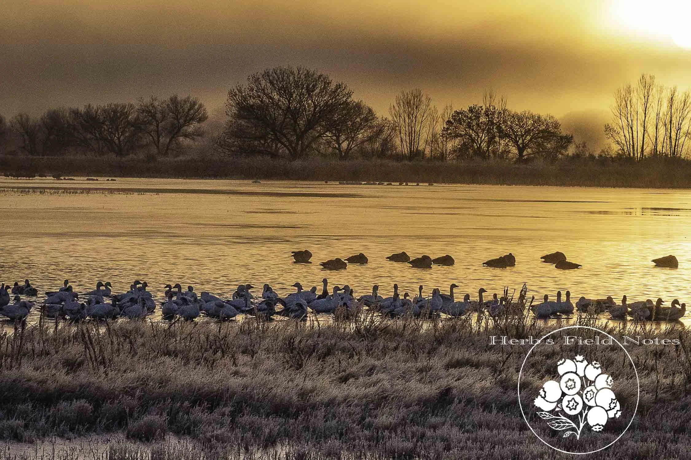 Bosque Sunrise in Mist 1 SQ.jpg