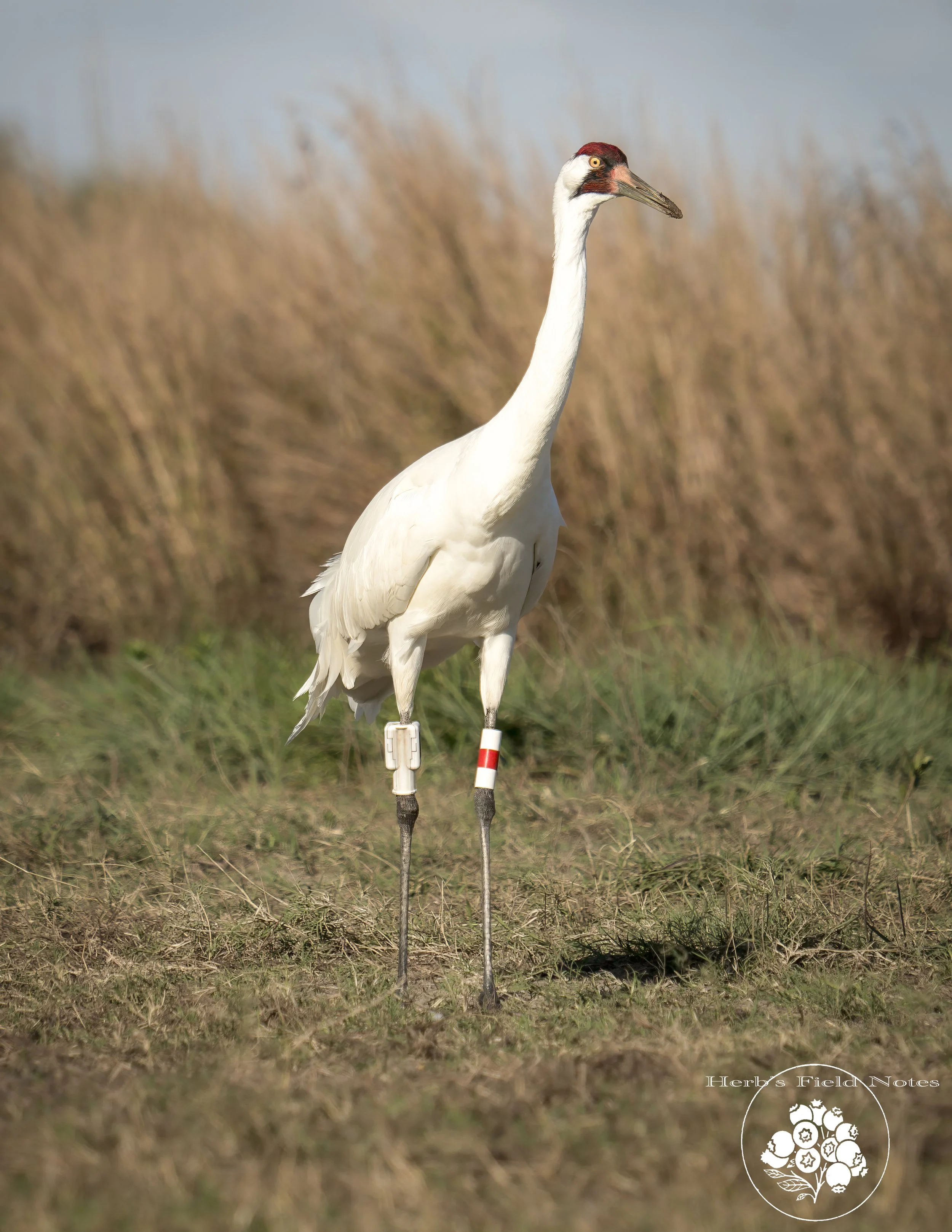 A crane standing in a field with tall grass in the background. The crane has a white body, a red crown on its head, and a long beak. Its legs are marked with identification bands. The bottom right corner features a logo with the text 'Herb's Field No