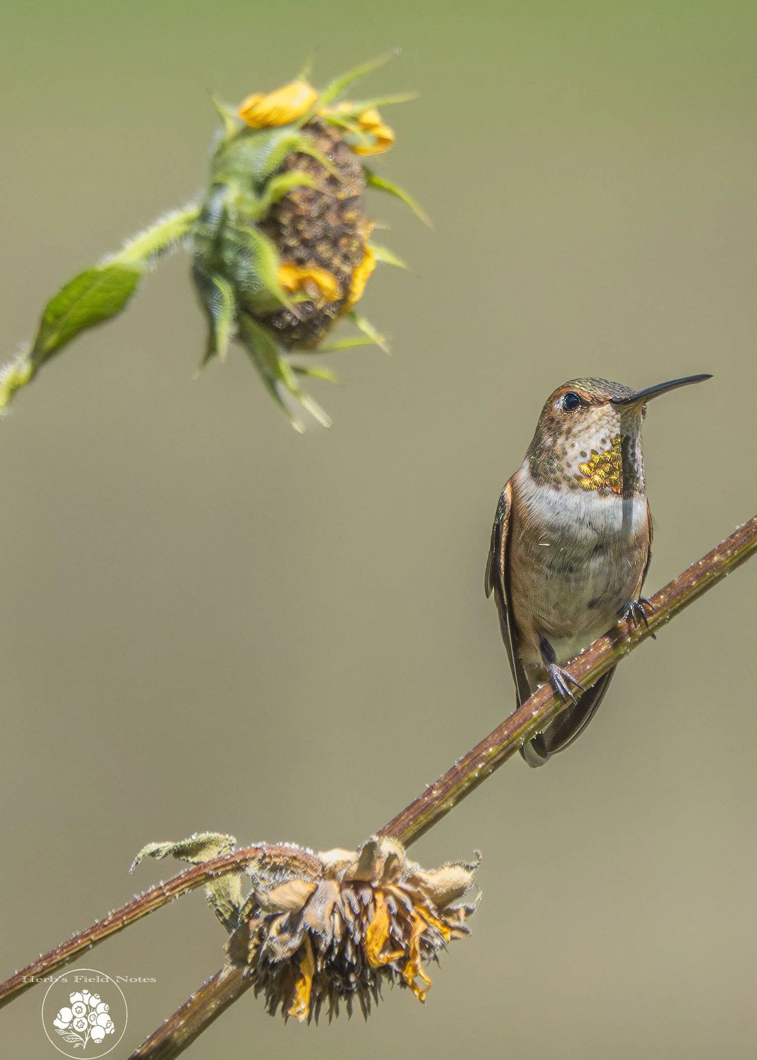 Rufous Hummingbird on Sunflower 2 HFN.jpg