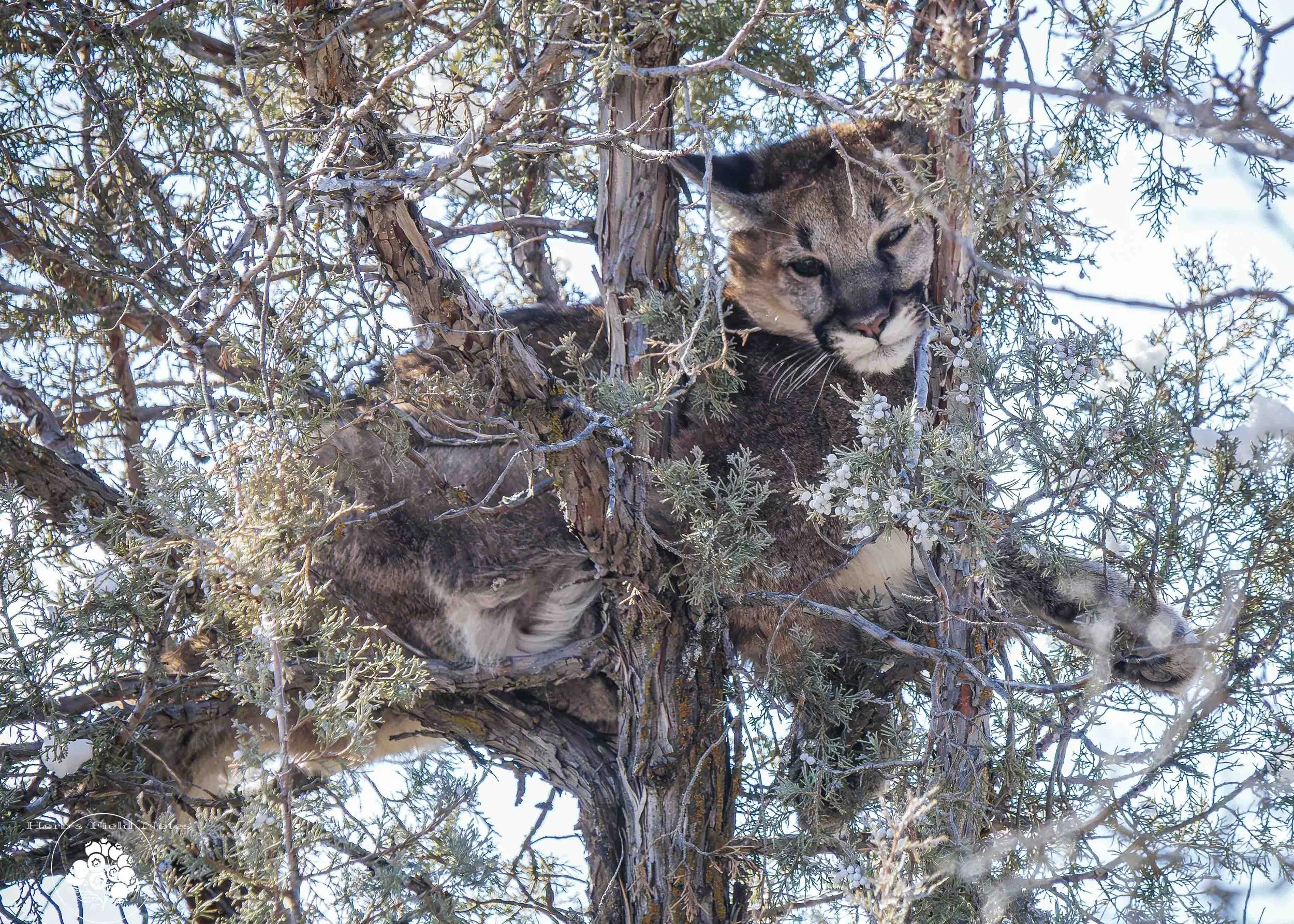 Mtn Lion Cubs LEft Closeup 1 HFN.jpg