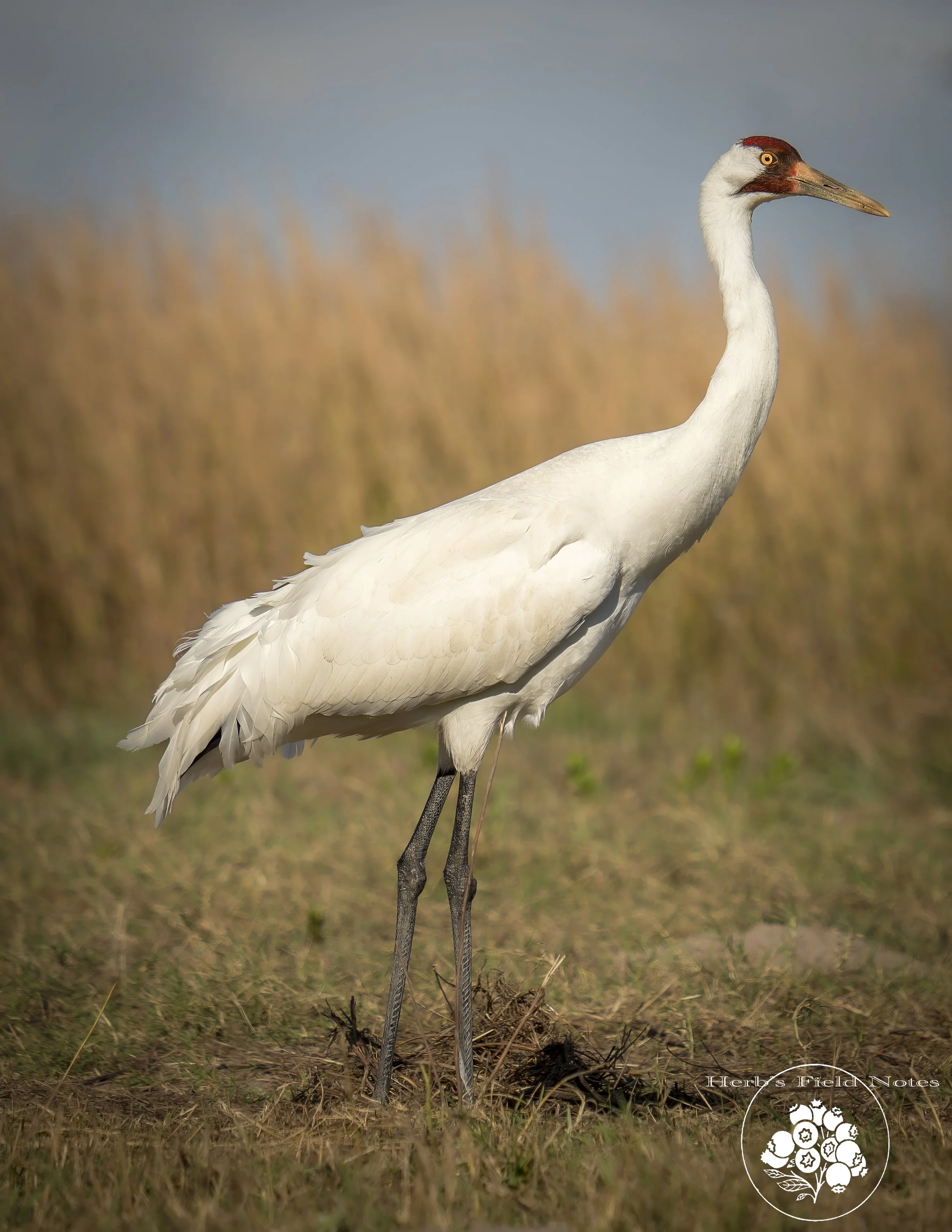 A white crane standing on the grass with a blurred background of tall grasses and blue sky.