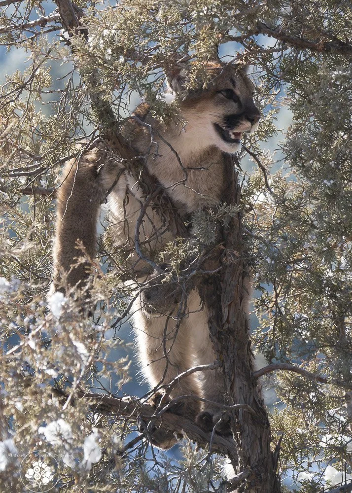Mountain Lion Cub 1-1 HFN.jpg