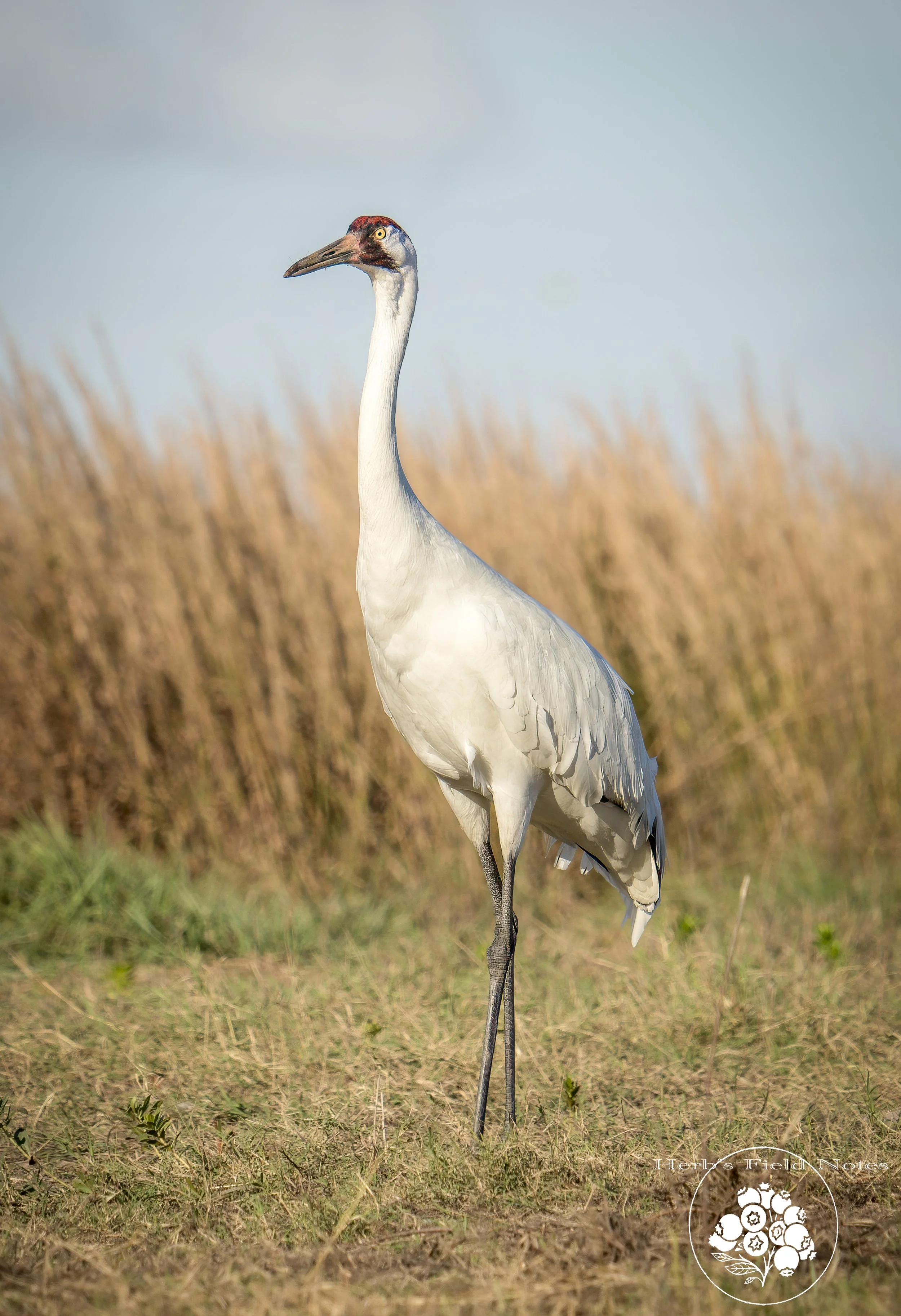A tall white crane standing on one leg in a grassy field with dry brown grasses and a pale blue sky in the background.