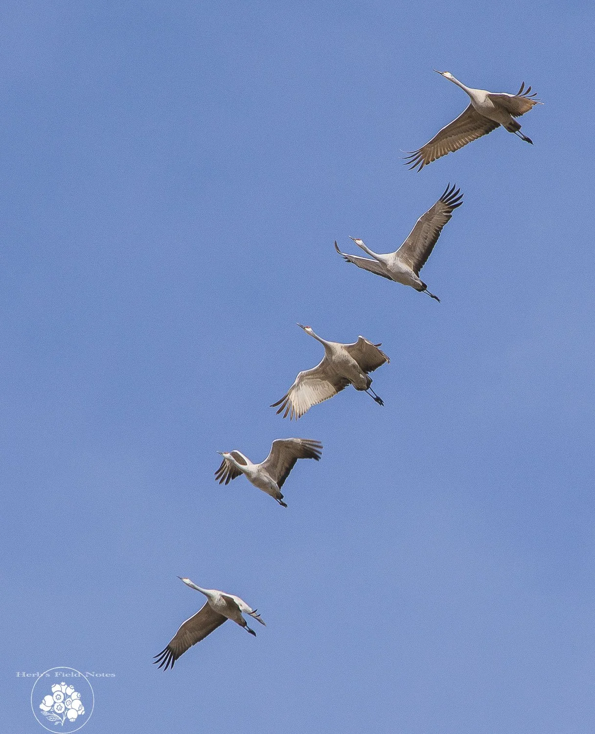 Sandhills (5) in Flight 1 HFN.jpg