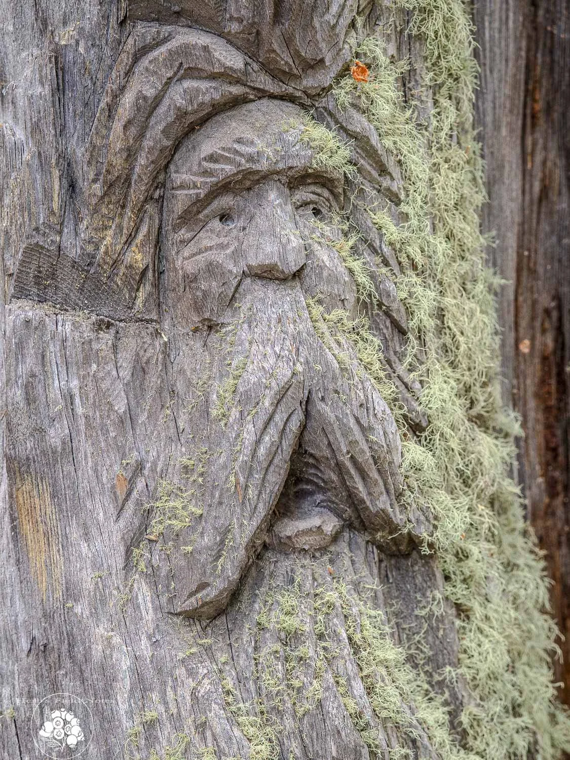 Old Man Williams III Closeup 1 HFN.jpg