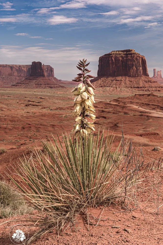 Mon Valley Yucca J Ford Pt PORT 1 HFN.jpg