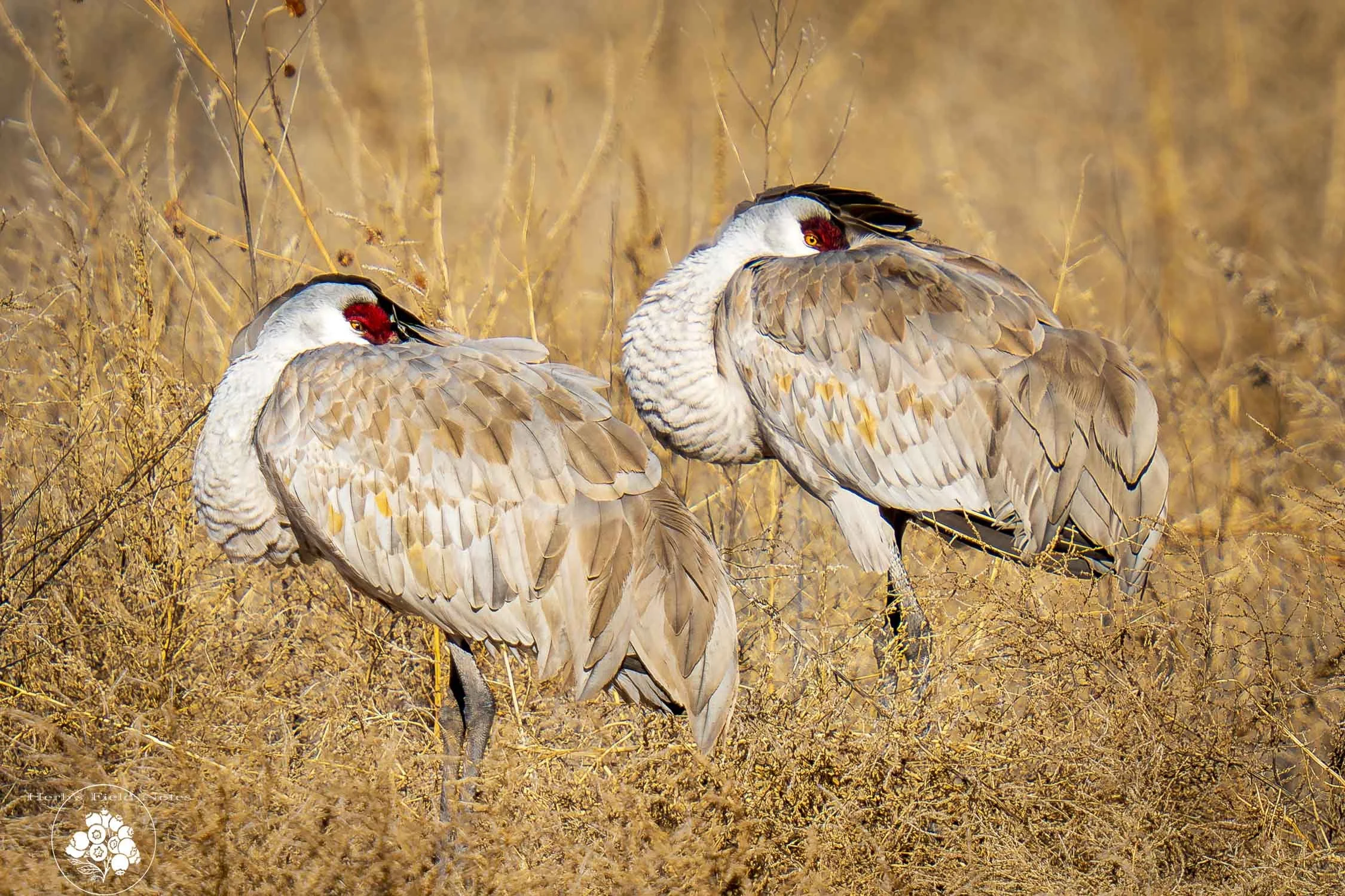 Sandhills Resting 1 HFN.jpg