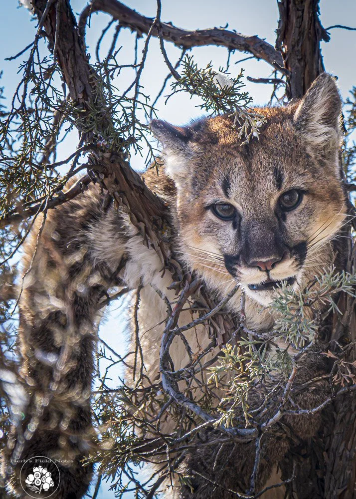 Mountain Lion Cub 1 Closeup HFN.jpg