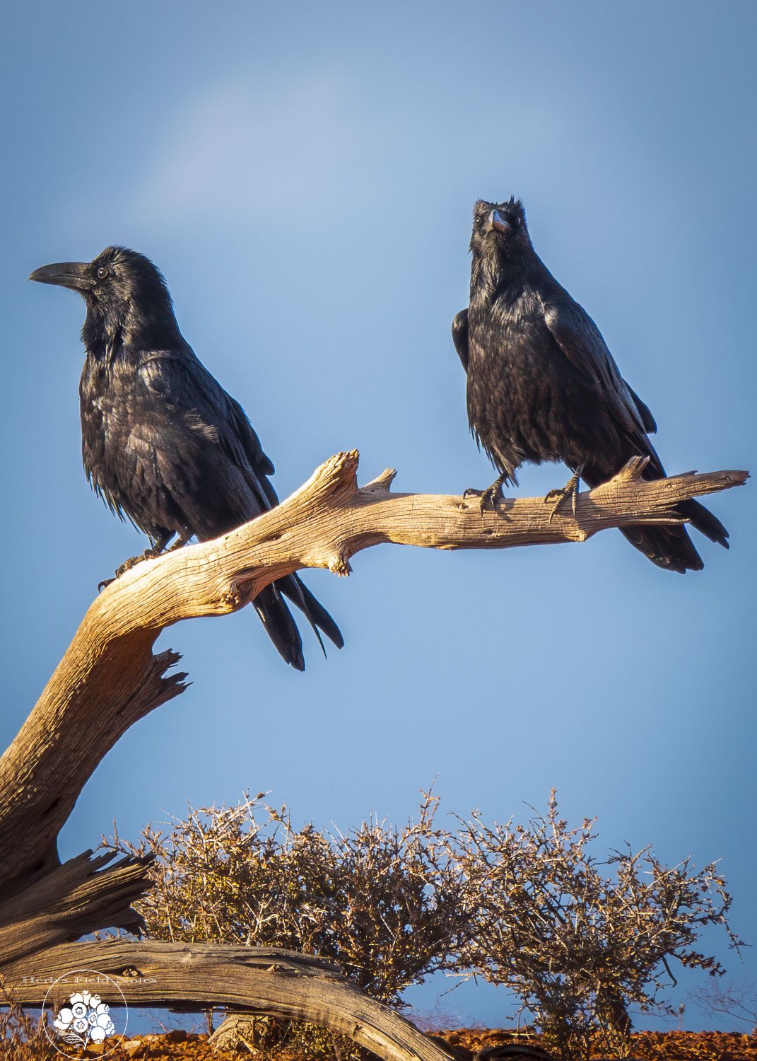 Ravens Seeing on Guard 1 HFN.jpg