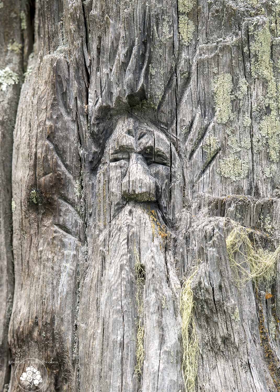 Old Man Williams II Closeup 2 HFN.jpg