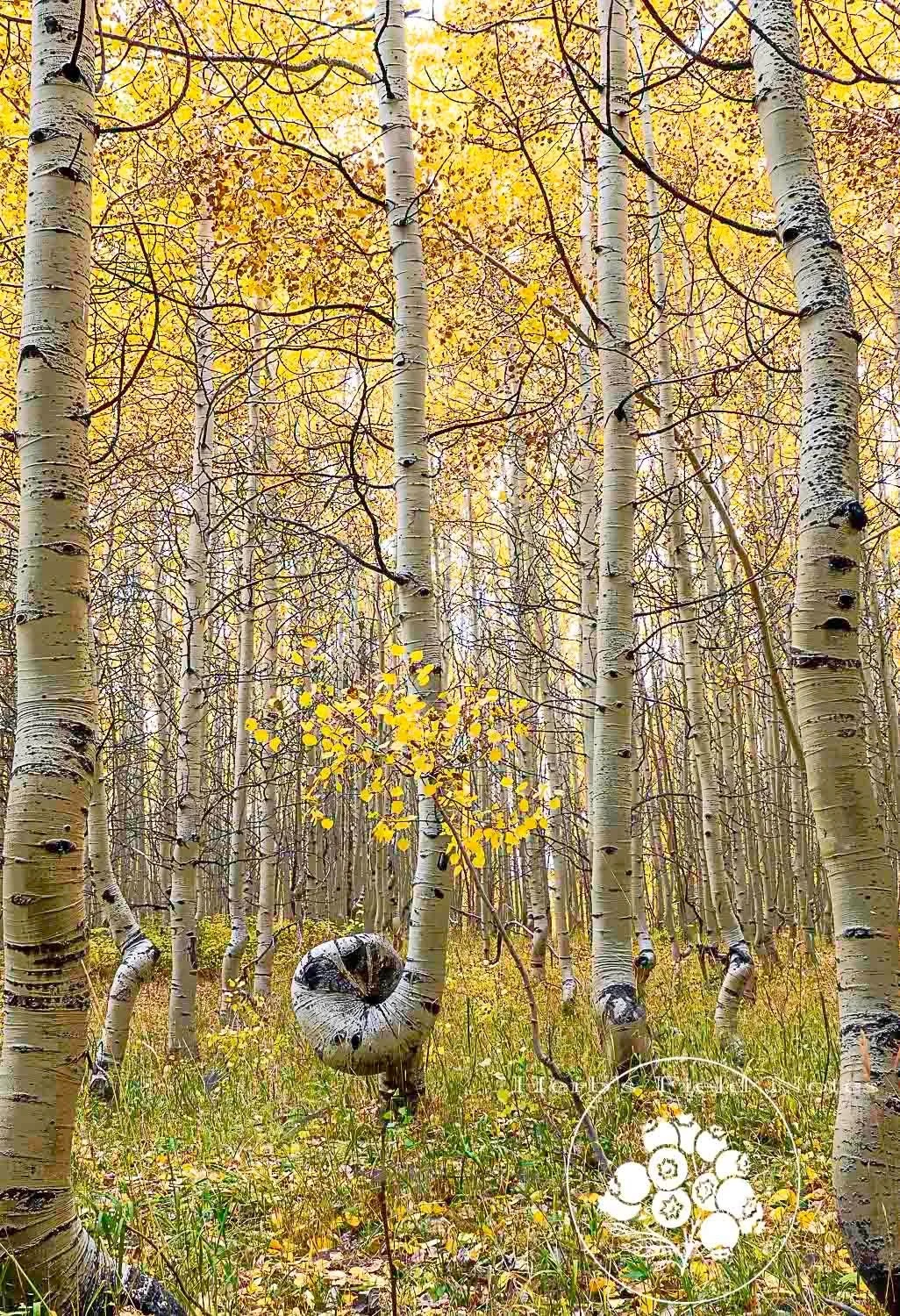 Gnarled Aspen Port 1 SQ.jpg