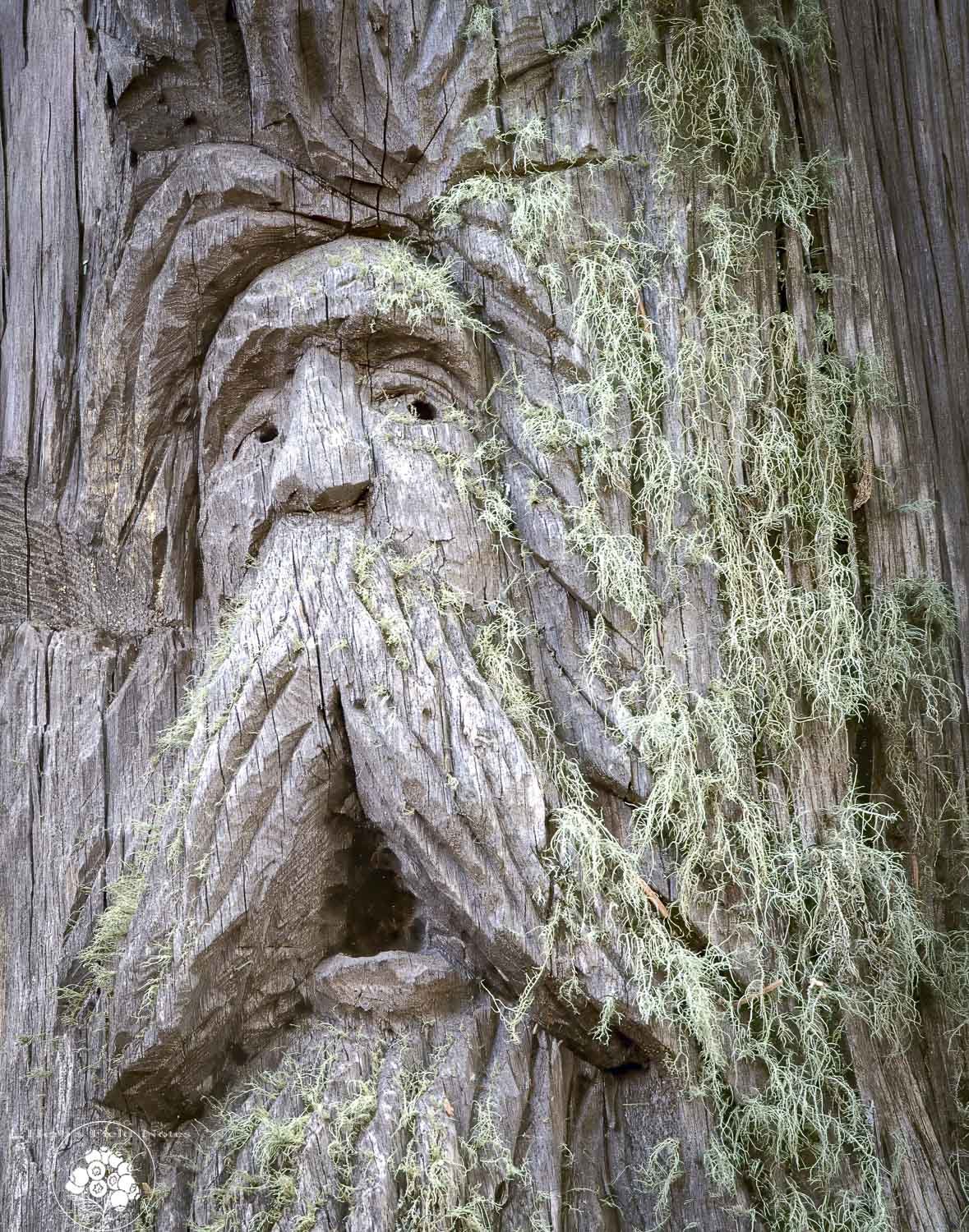 Old Man Williams III Closeup 2 HFN.jpg