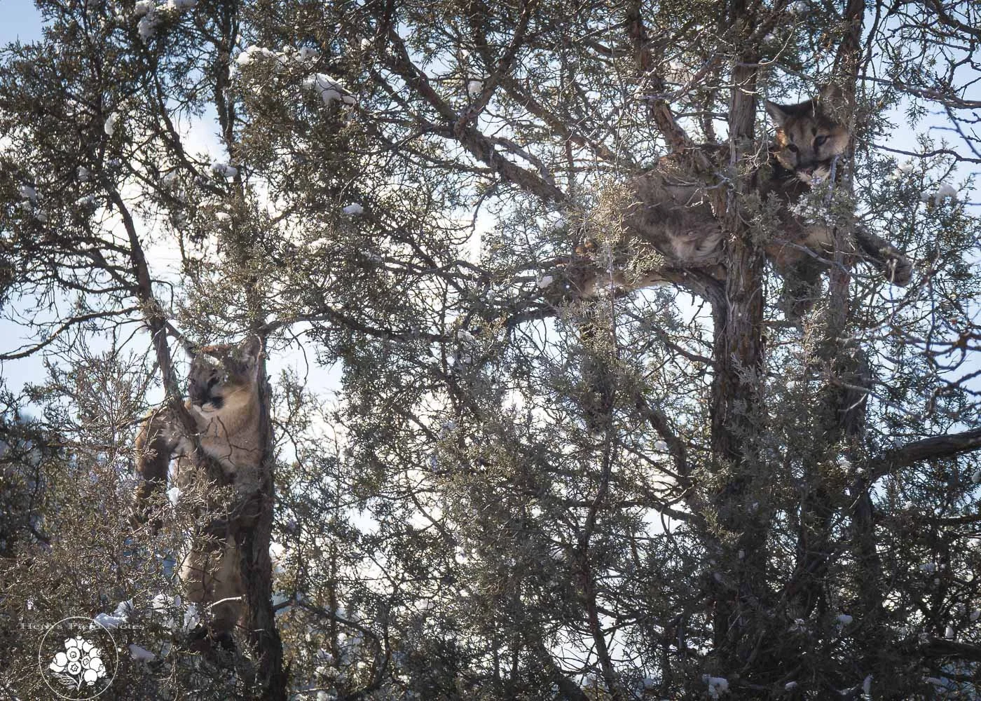 Mountain Lion Cub Pair HFN.jpg