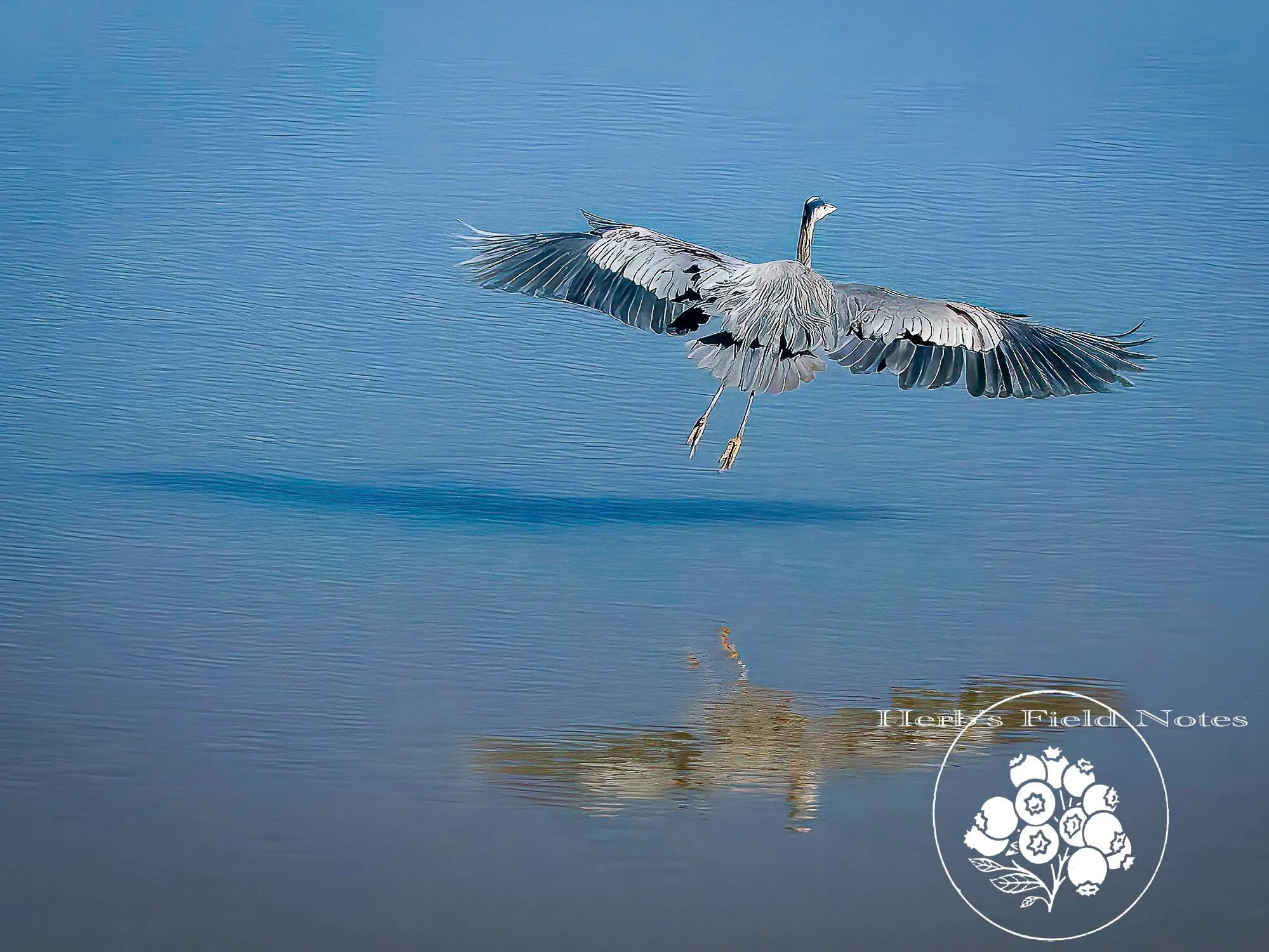 GB Heron REF + Shadow I SQ.jpg