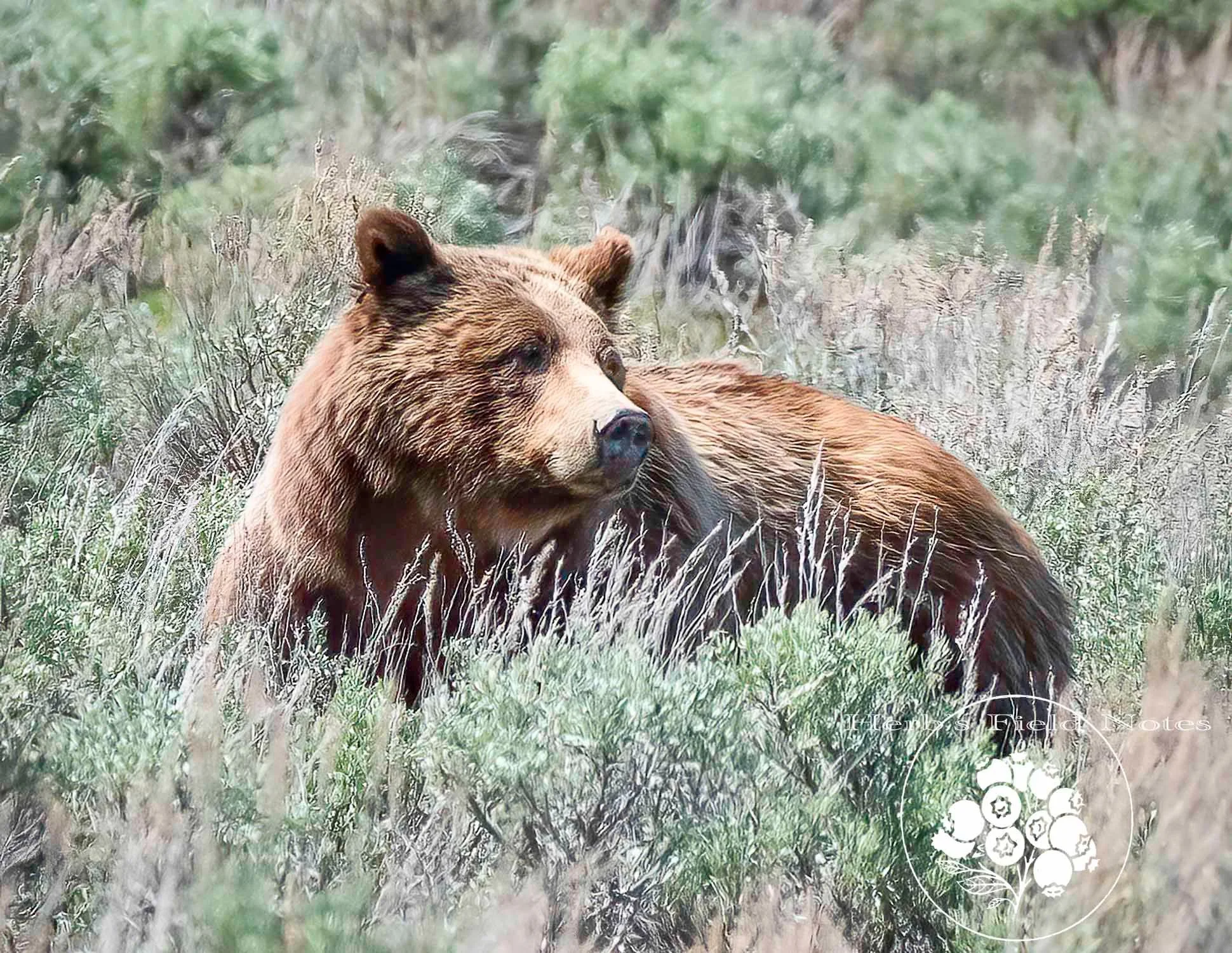 Bear 399 1 GTNP SQ.jpg